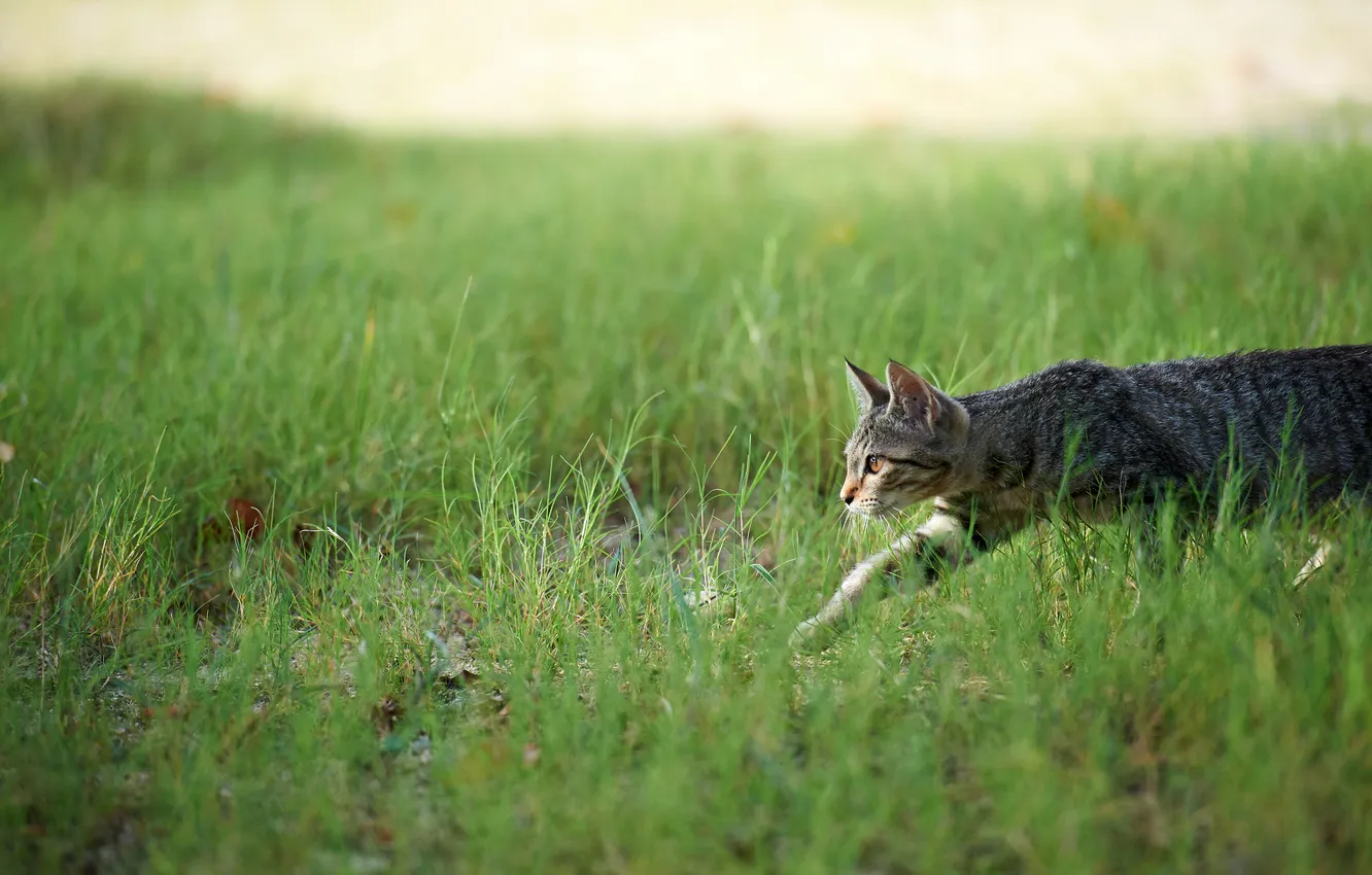 Photo wallpaper cat, grass, hunting, sneaks