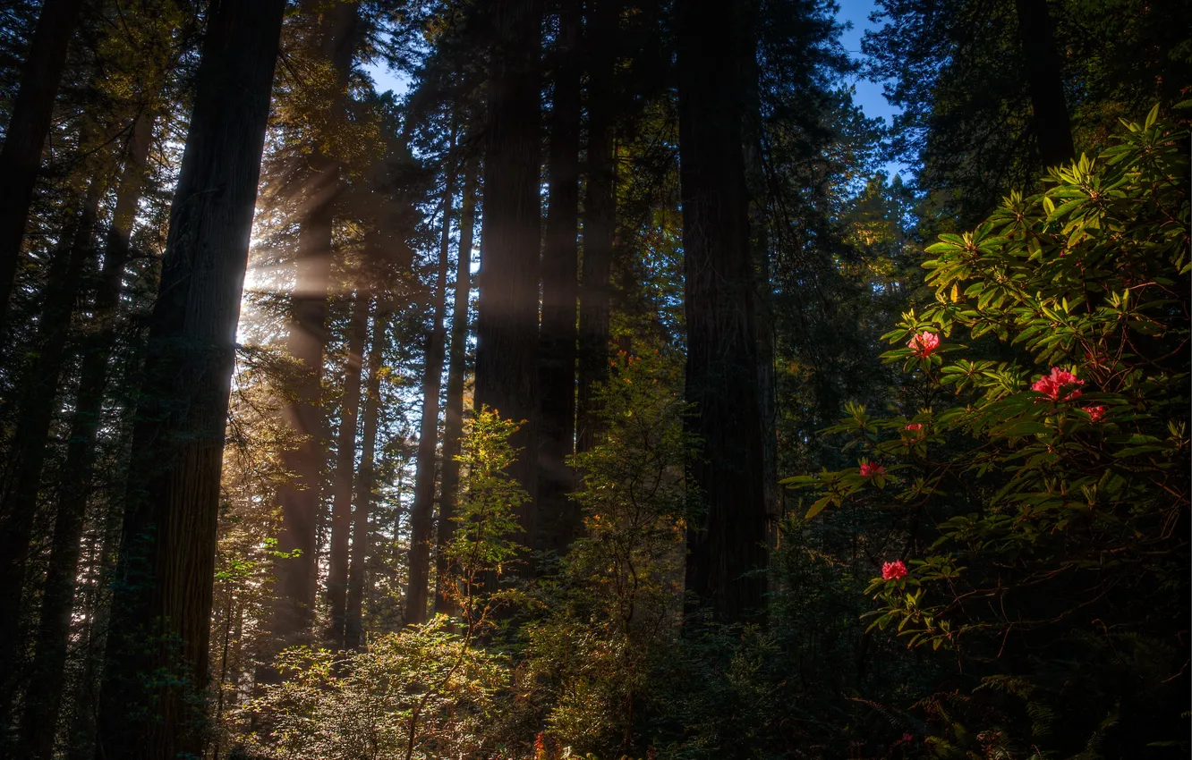 Photo wallpaper forest, summer, trees, twilight, the rays of the sun, the bushes