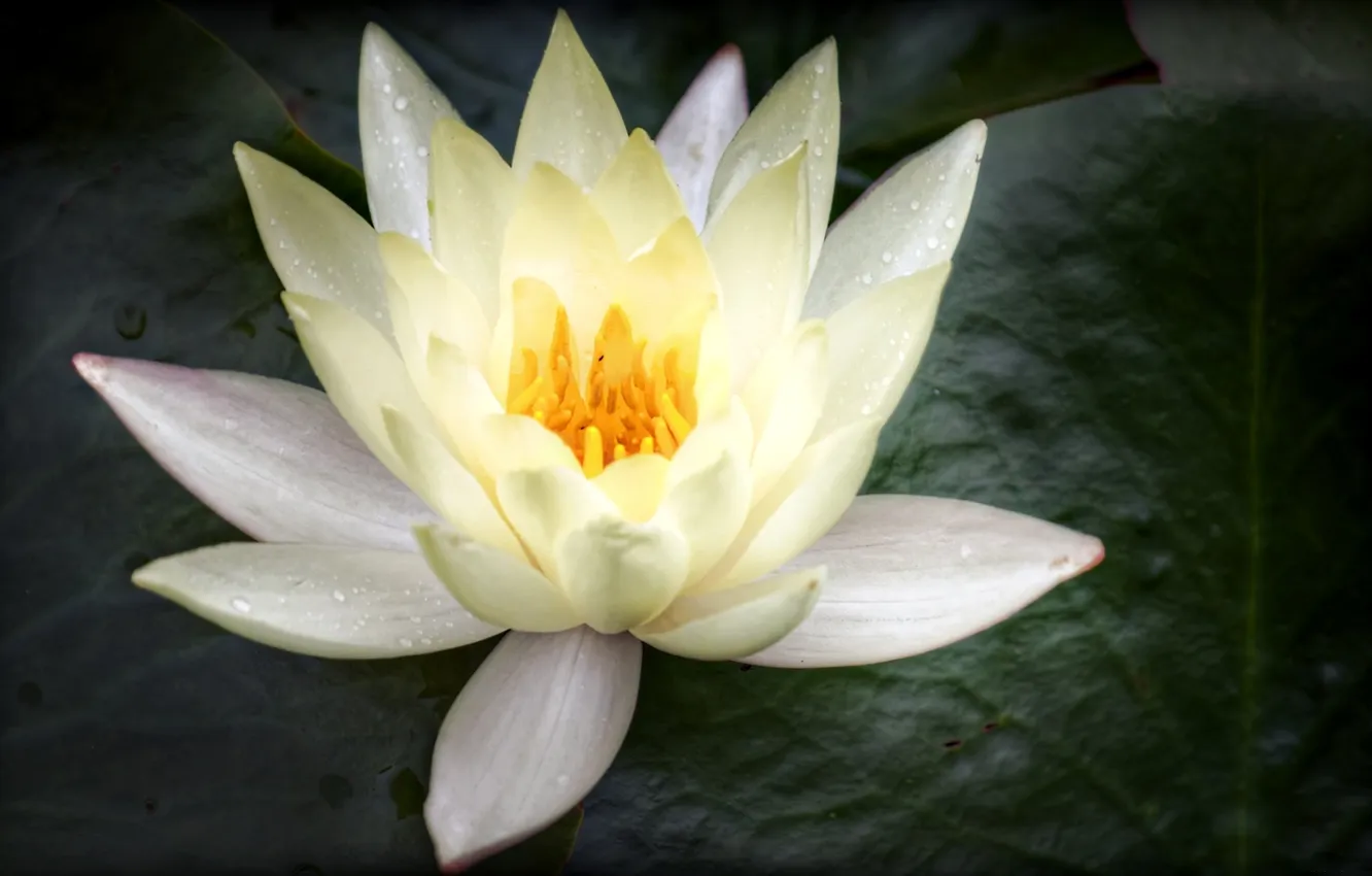 Photo wallpaper white, macro, Lily, petals, water