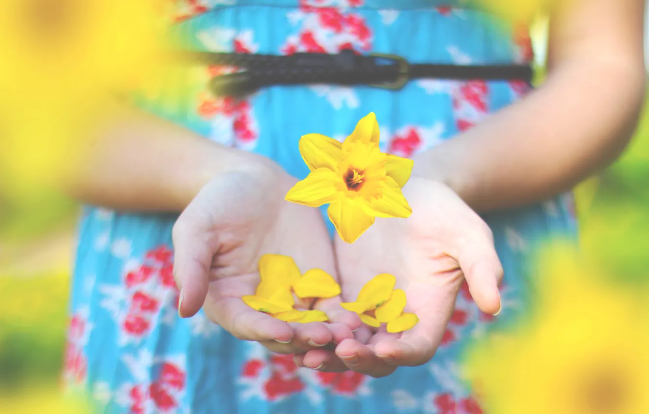 Photo wallpaper flower, yellow, hands, petals, fingers, Narcissus