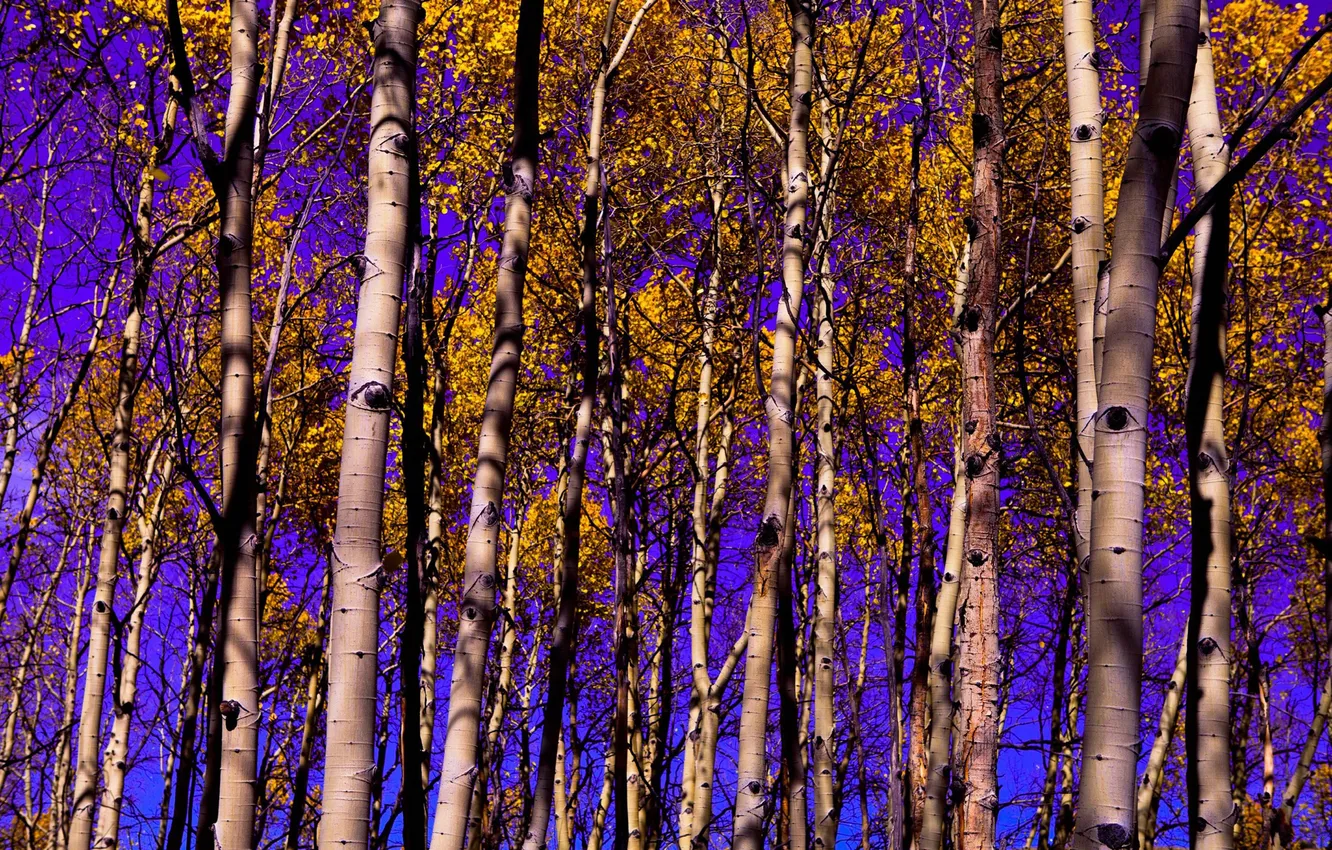 Photo wallpaper autumn, the sky, leaves, trees, grove, aspen