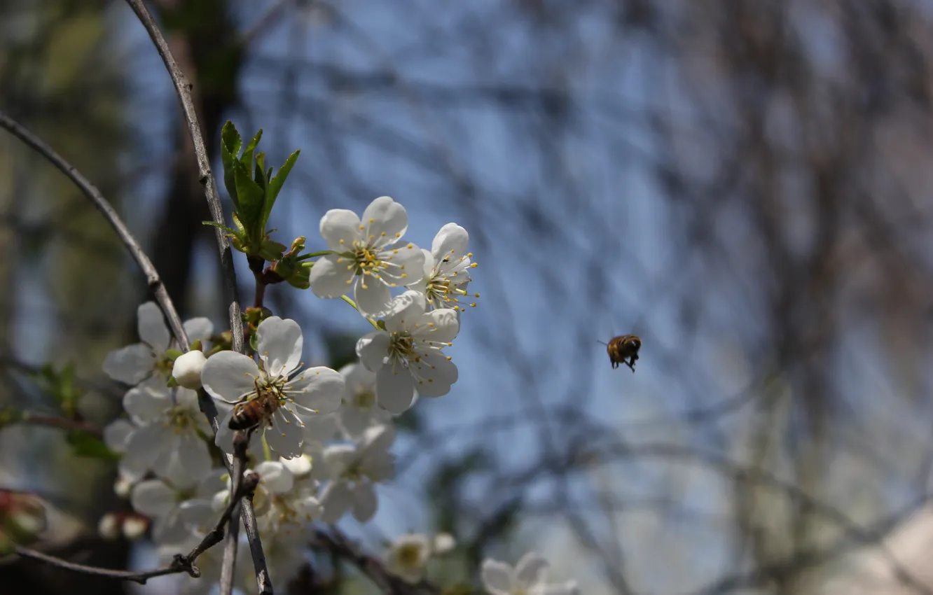 Photo wallpaper flight, flowers, bee, spring