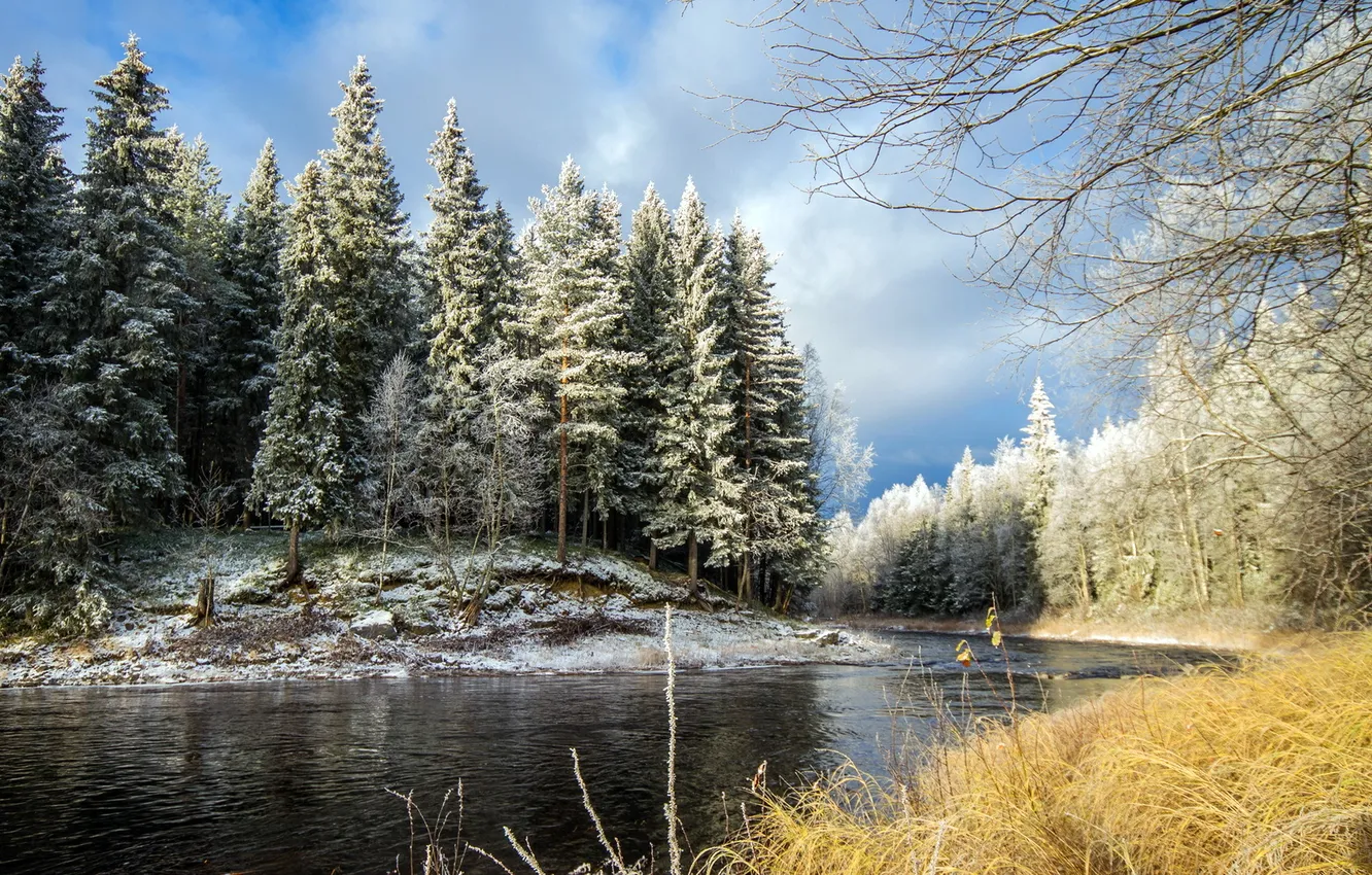 Photo wallpaper forest, landscape, river