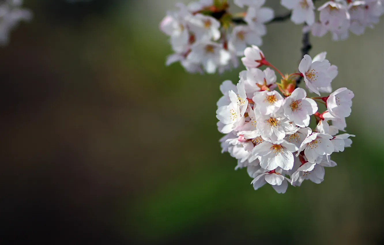 Photo wallpaper branches, cherry, spring, flowering