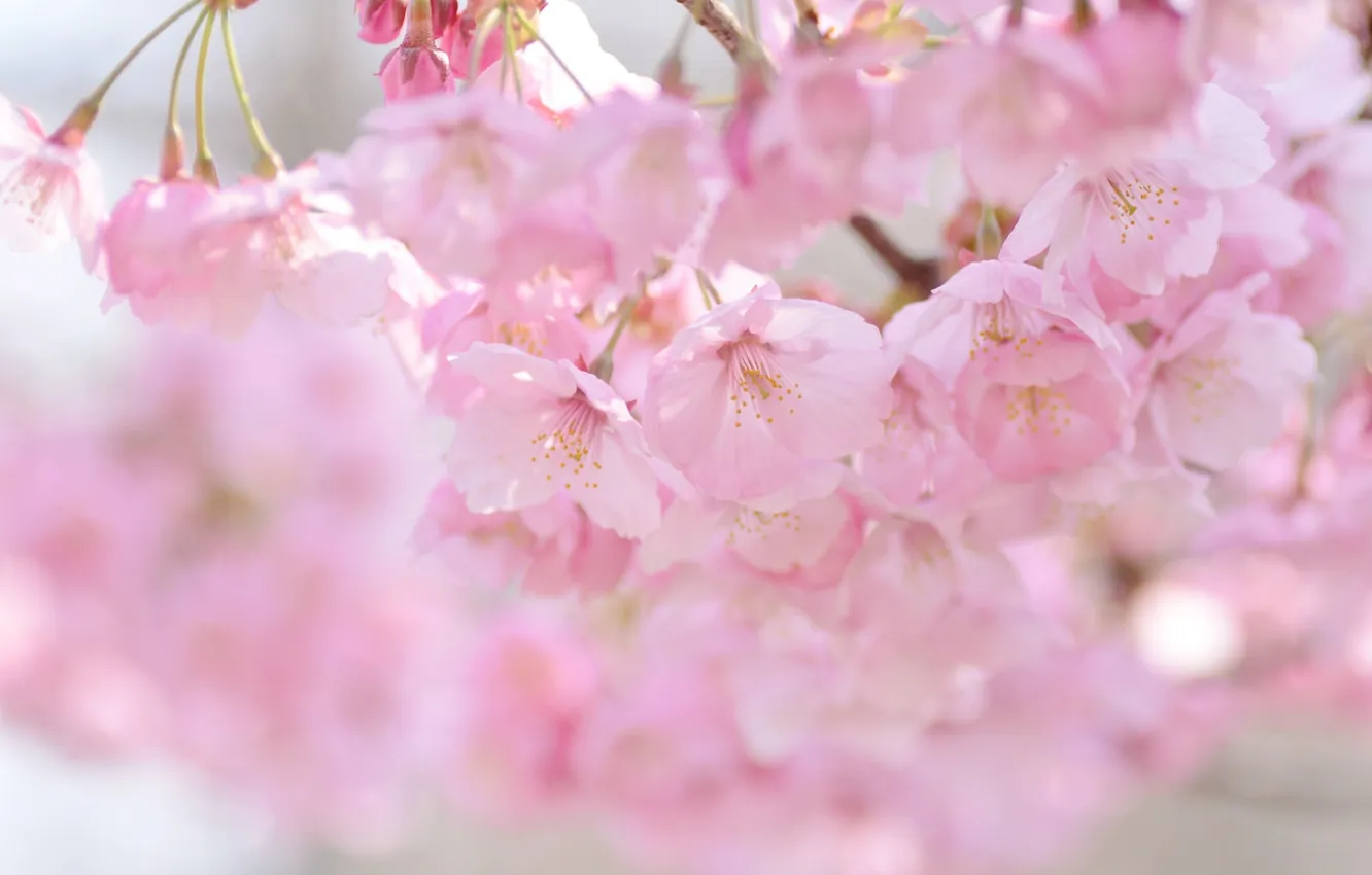Photo wallpaper cherry, pink, spring, Sakura