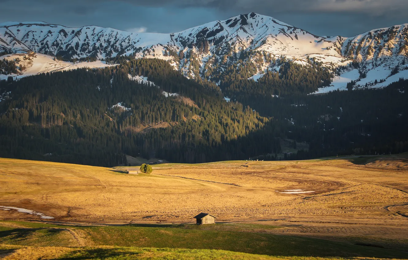 Photo wallpaper colors, forest, mountains, greens, yellows, whites