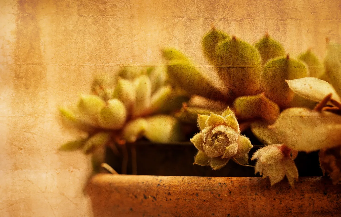Photo wallpaper style, background, cactus