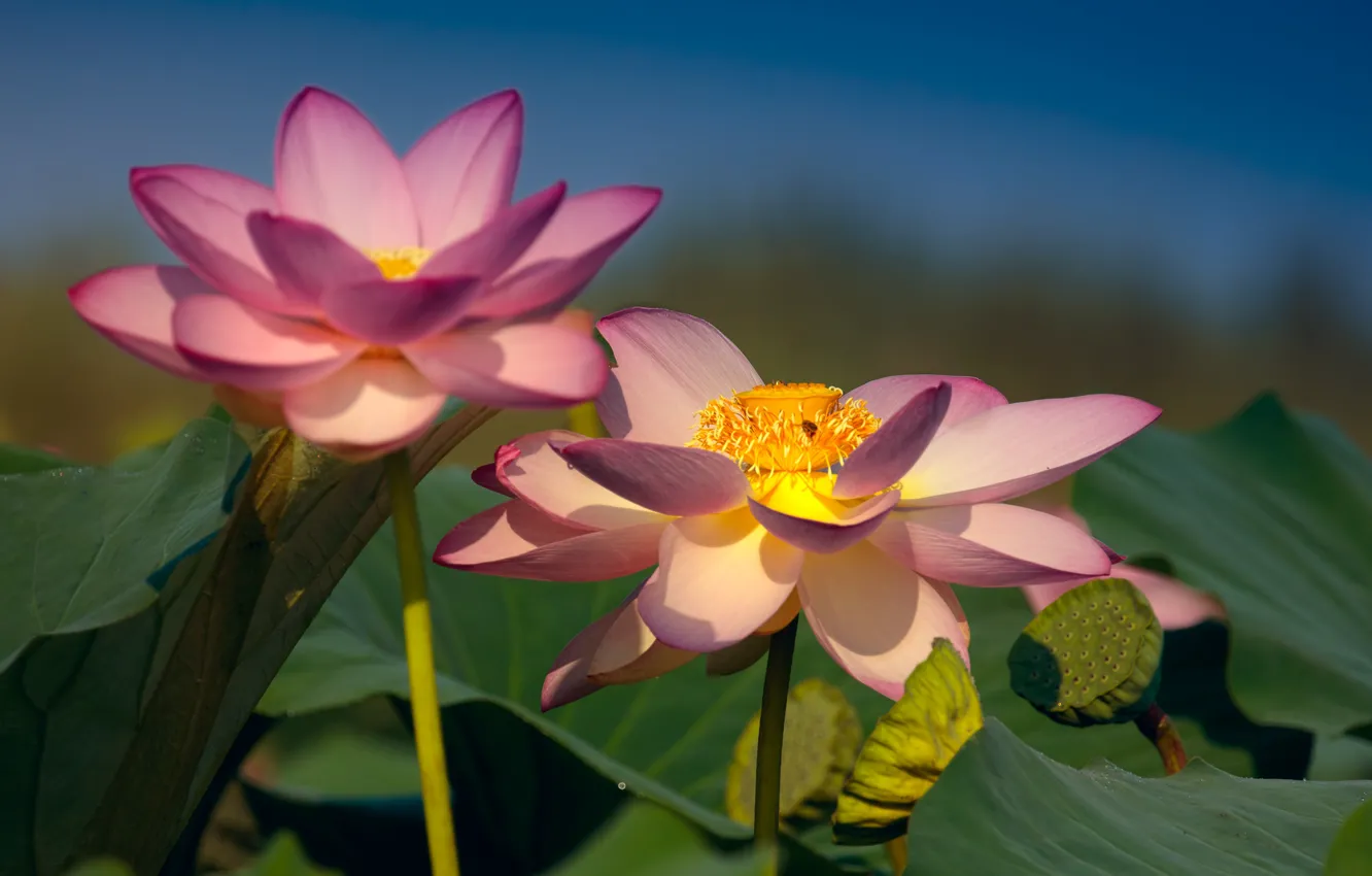 Photo wallpaper leaves, petals, Lotus