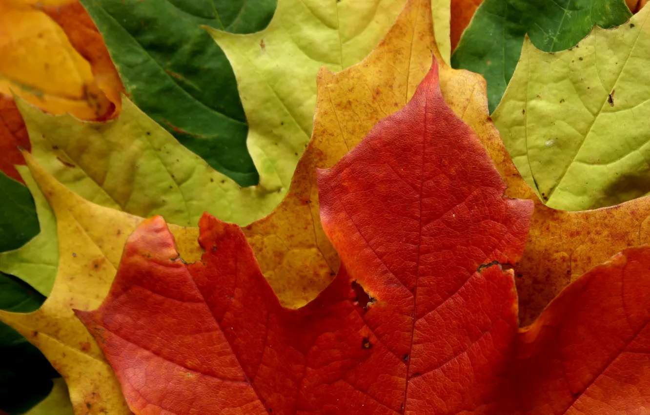 Photo wallpaper forest, leaves, color, Park, foliage, leaf, falling leaves, macro autumn