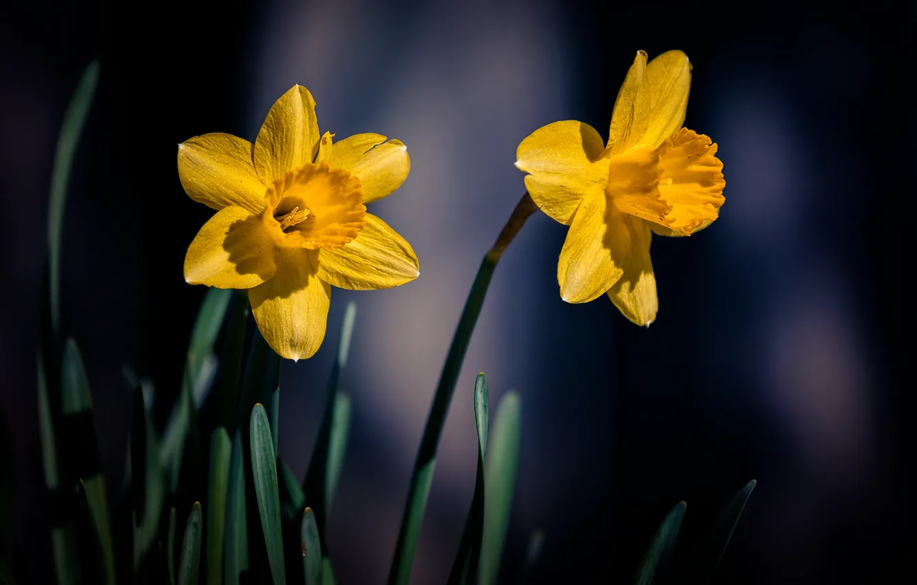 Photo wallpaper yellow, background, Duo, daffodils