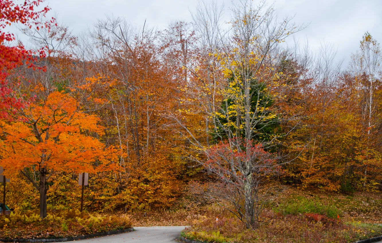 Photo wallpaper road, autumn, forest, colors, forest, road, autumn, fall
