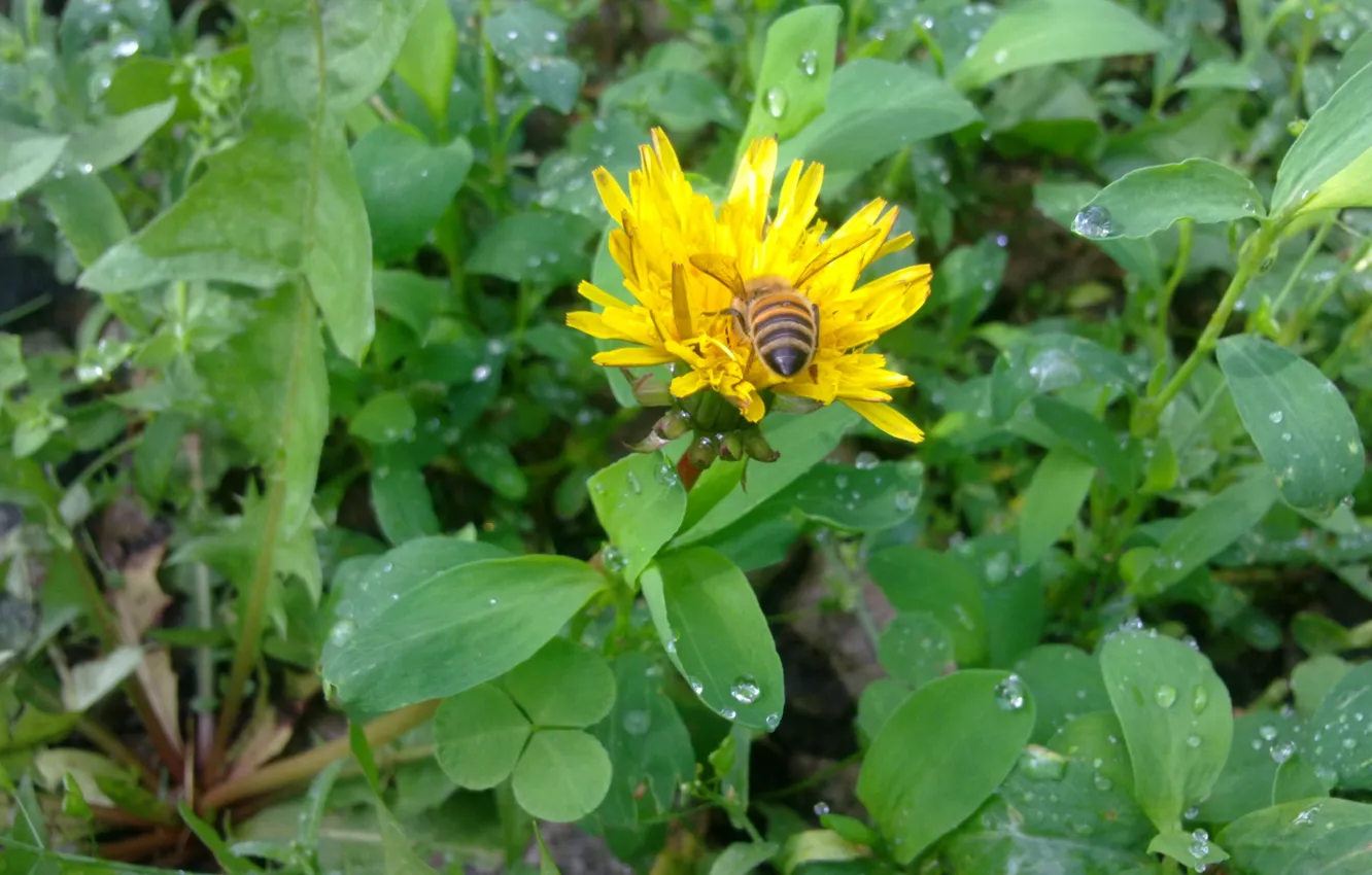 Photo wallpaper bee, rain, dandelion