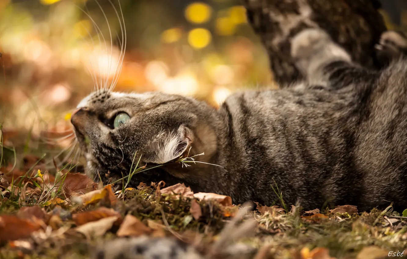 Photo wallpaper bokeh, tabby cat, lying on her back, on earth