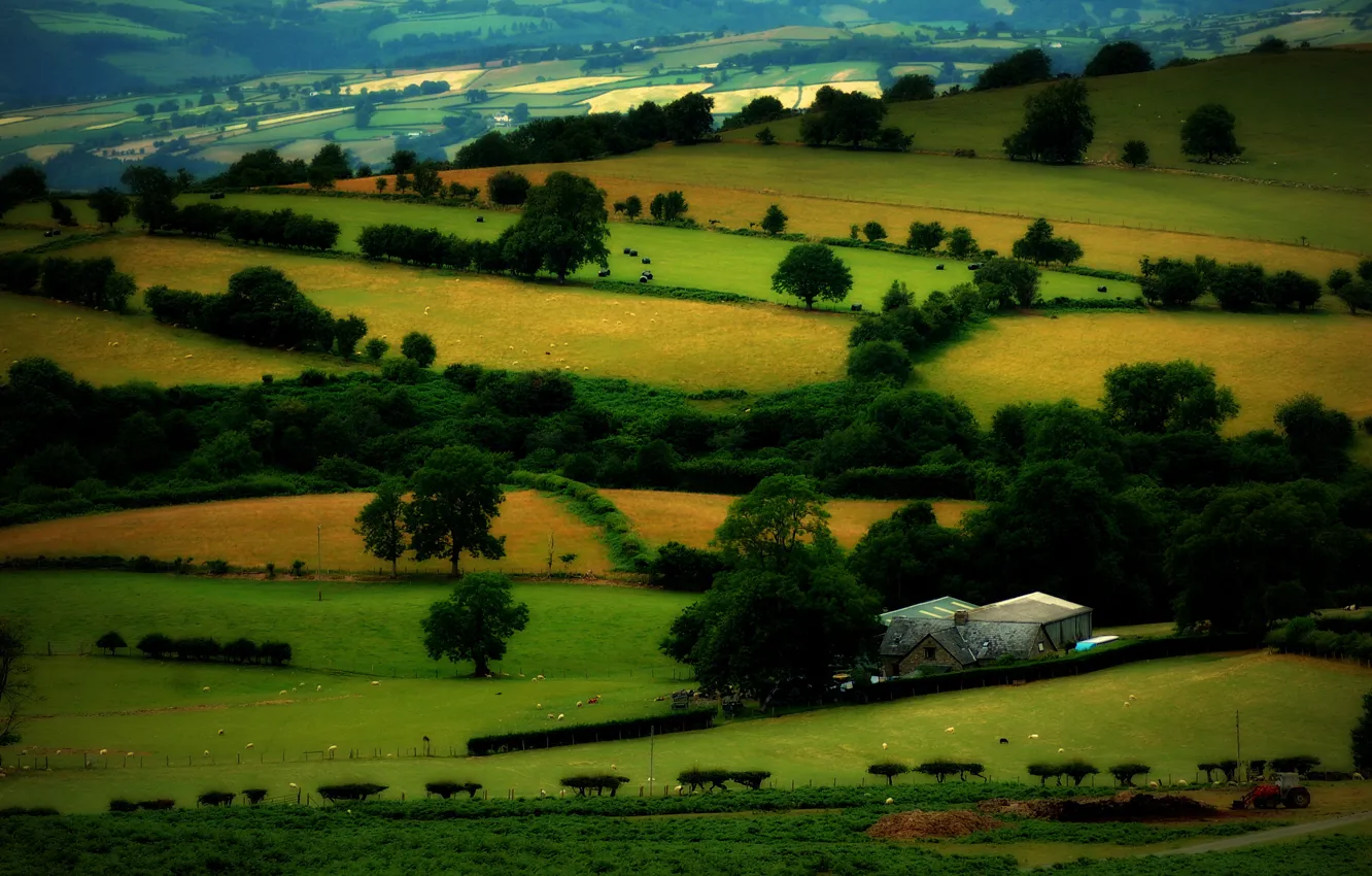Photo wallpaper field, trees, home, pasture