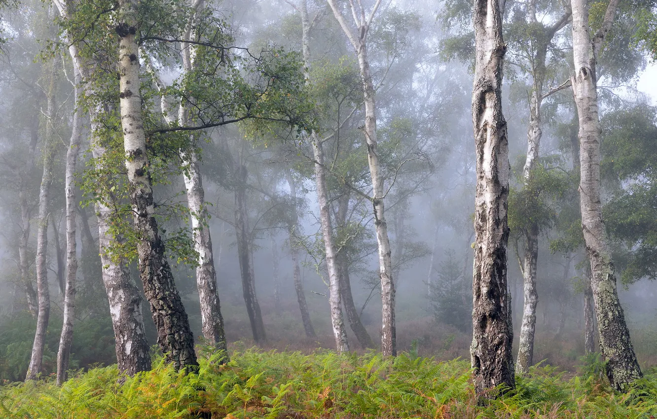 Photo wallpaper summer, fog, birch, grove
