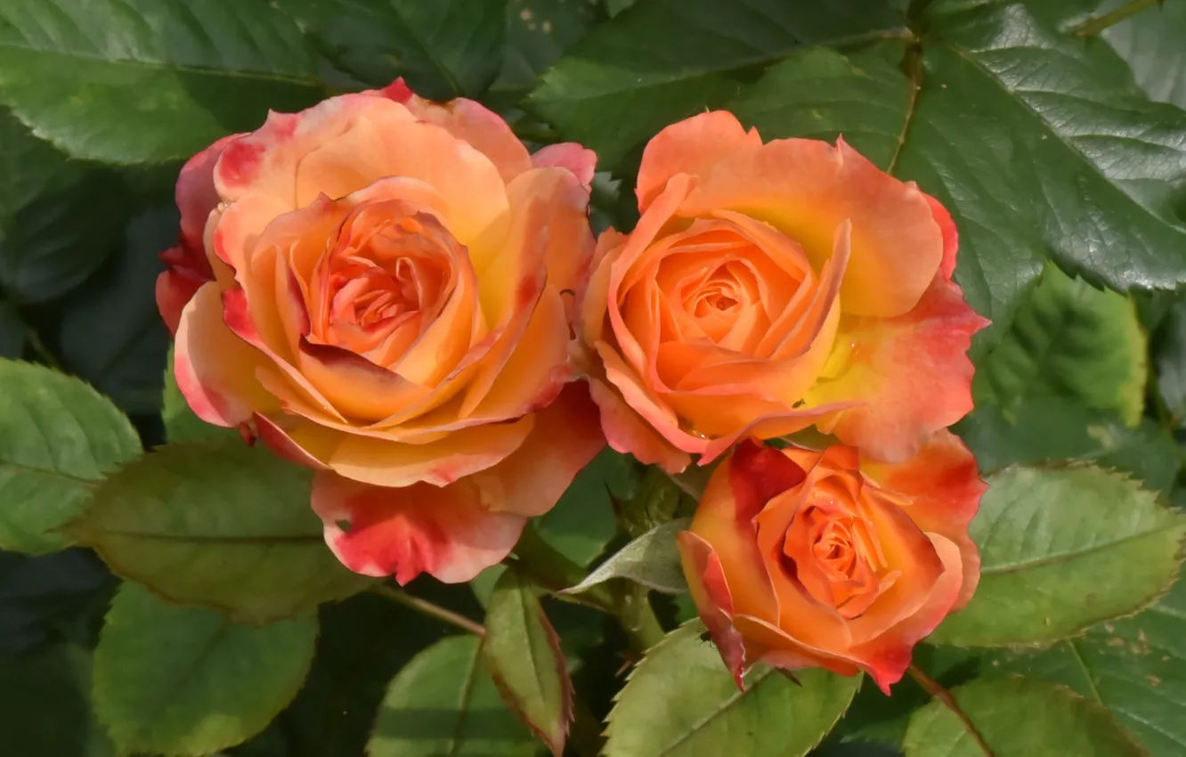 Photo wallpaper orange, roses, trio