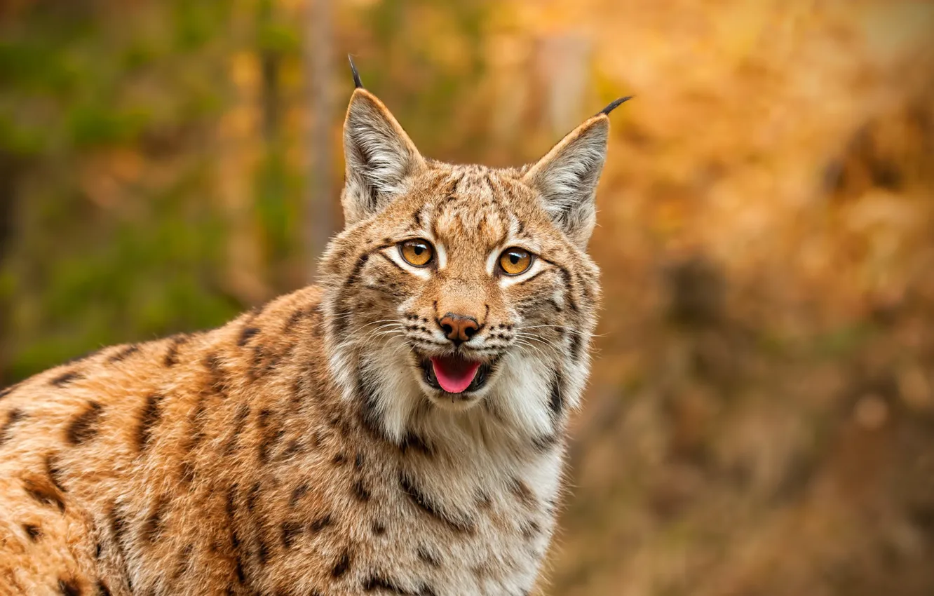 Photo wallpaper language, look, face, portrait, lynx