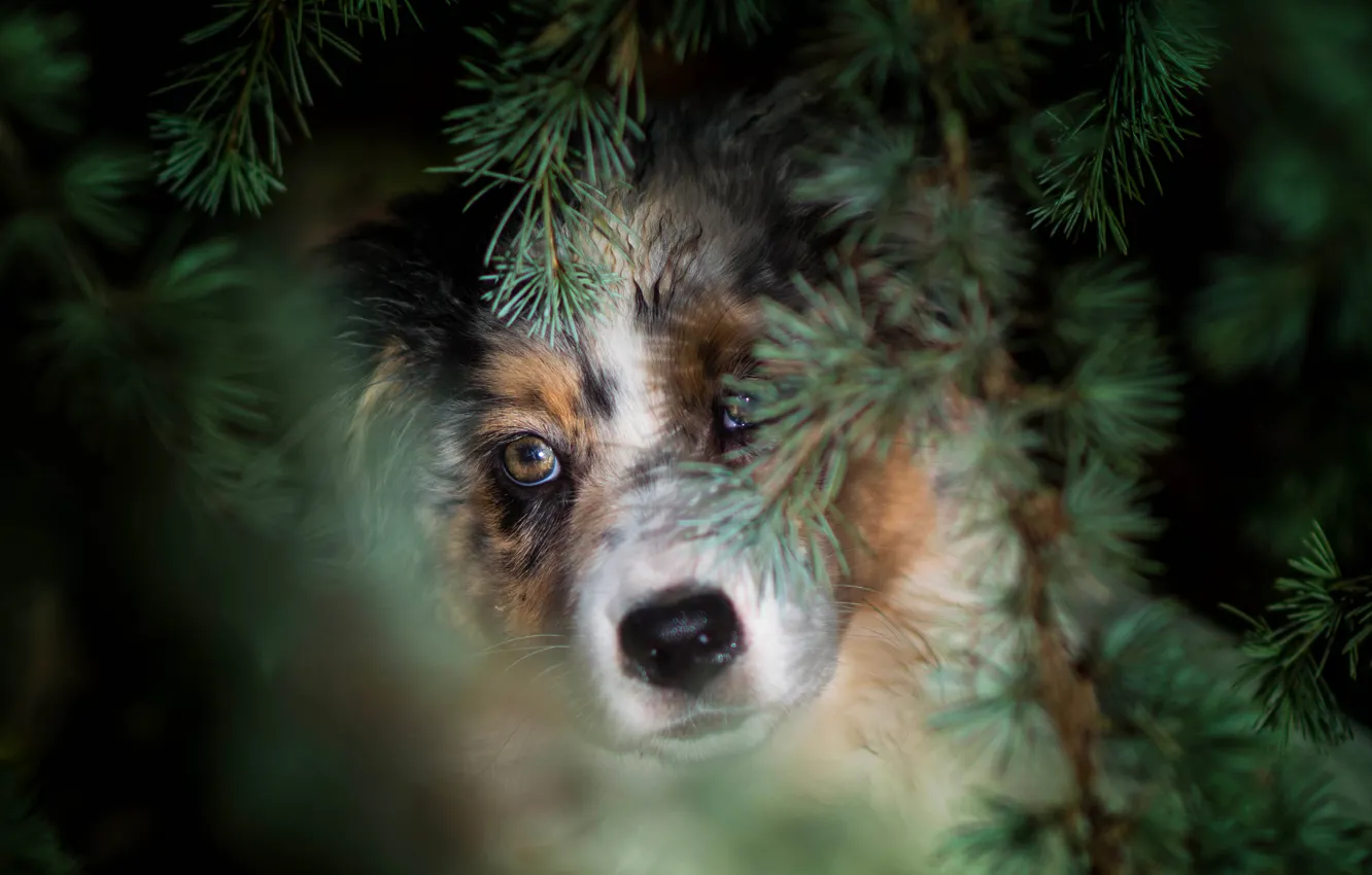 Photo wallpaper forest, eyes, look, face, branches, portrait, dog, puppy