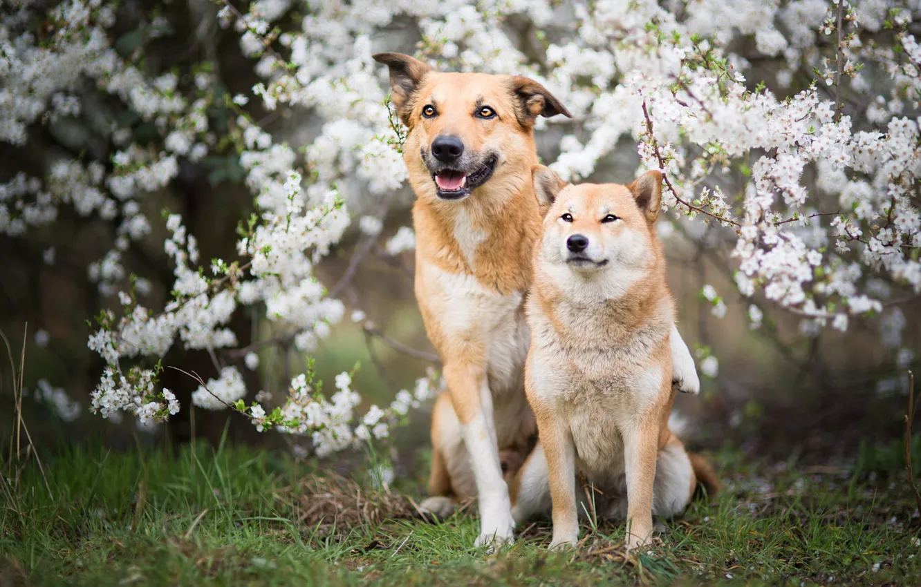Photo wallpaper dogs, grass, look, face, flowers, branches, nature, pose