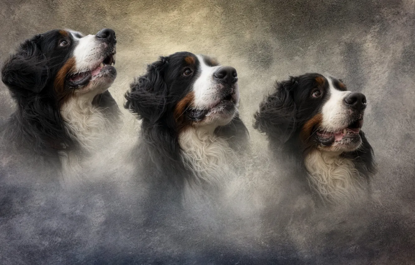 Photo wallpaper dogs, portrait, dog, treatment, texture, trio, light background, peer