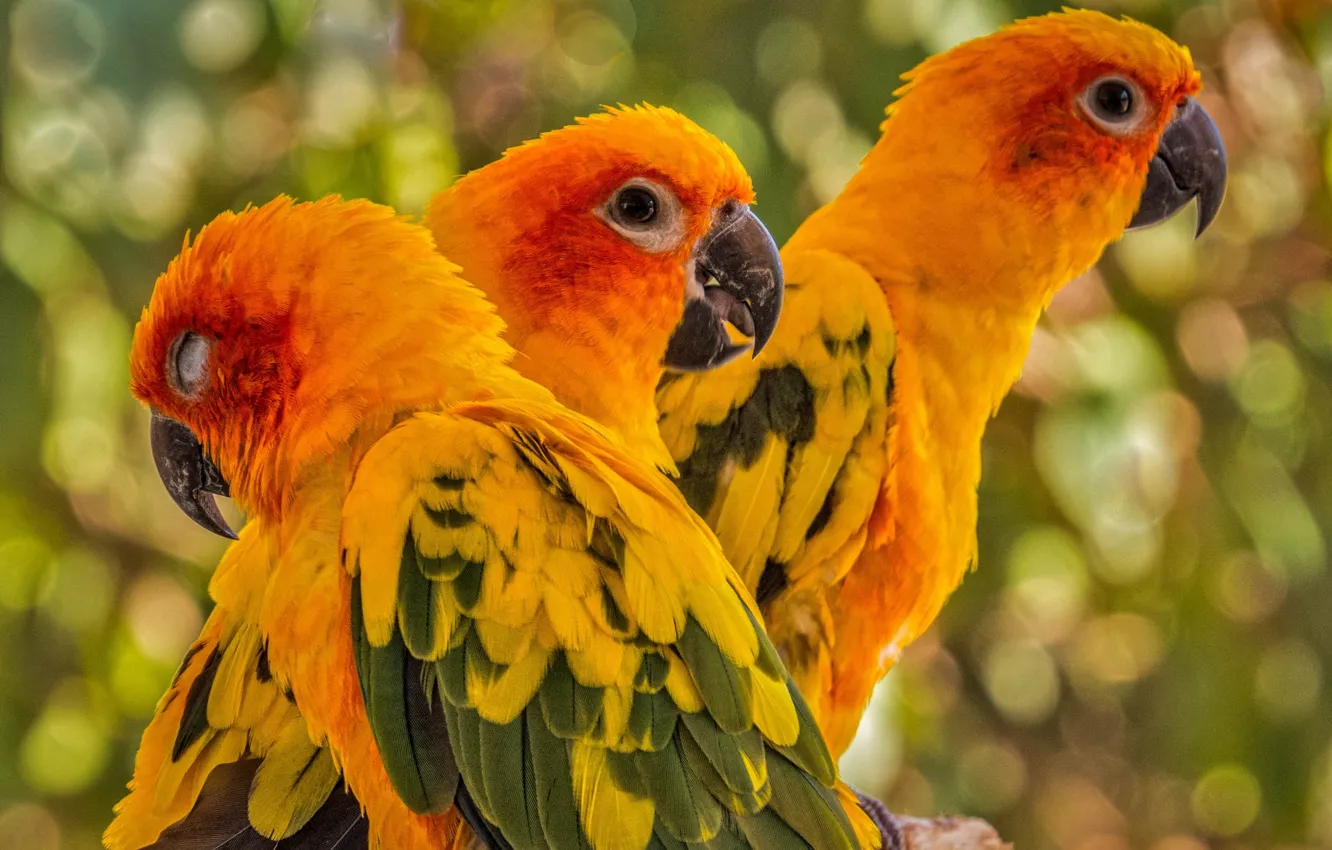 Photo wallpaper bird, parrot, trio, Sun conure
