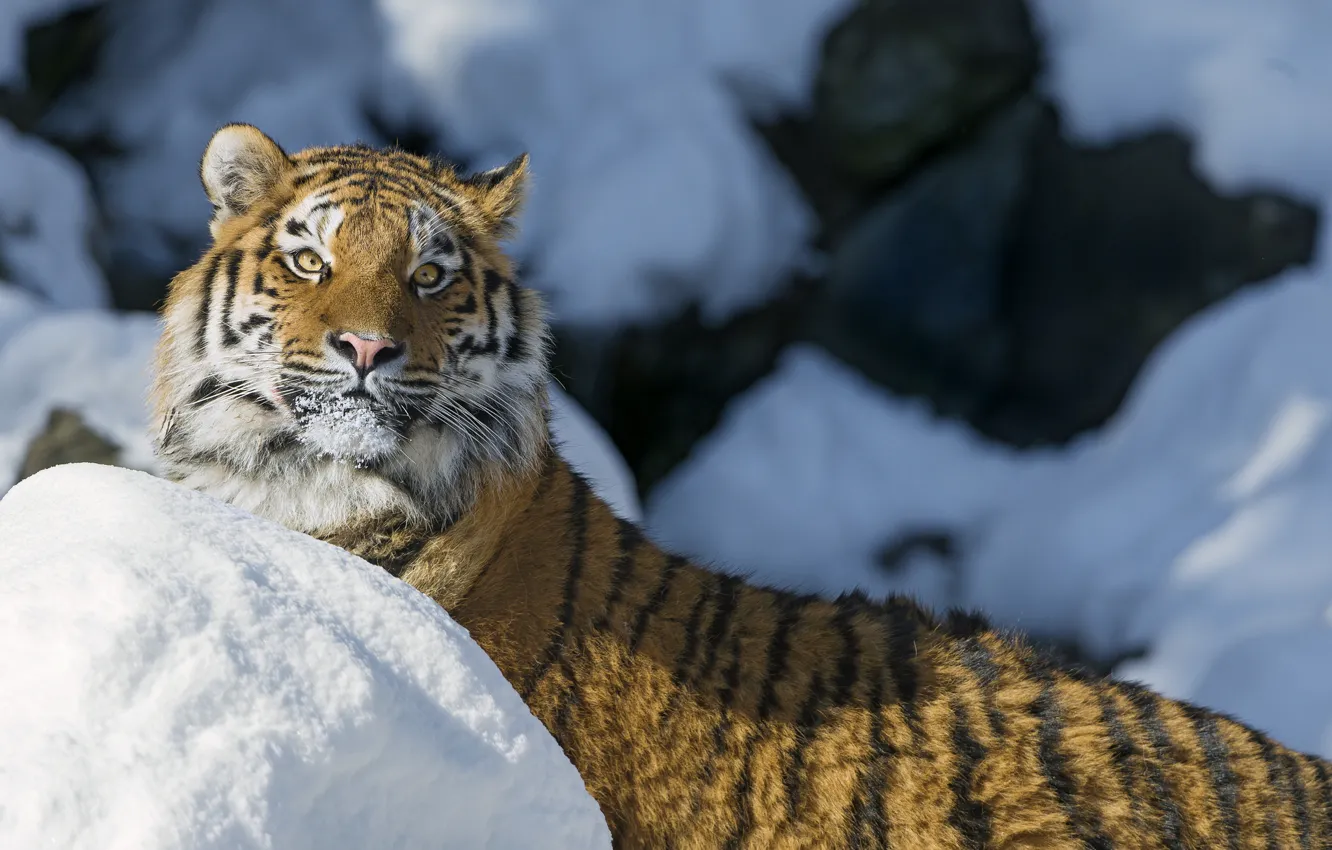 Photo wallpaper winter, cat, look, face, snow, tiger, the Amur tiger, ©Tambako The Jaguar