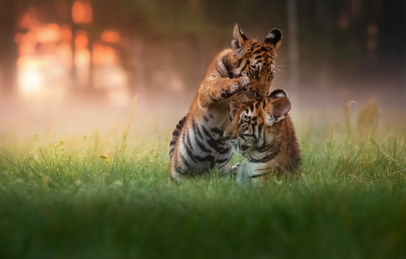 Photo wallpaper grass, light, tiger, pose, glade, the game, a couple, tiger