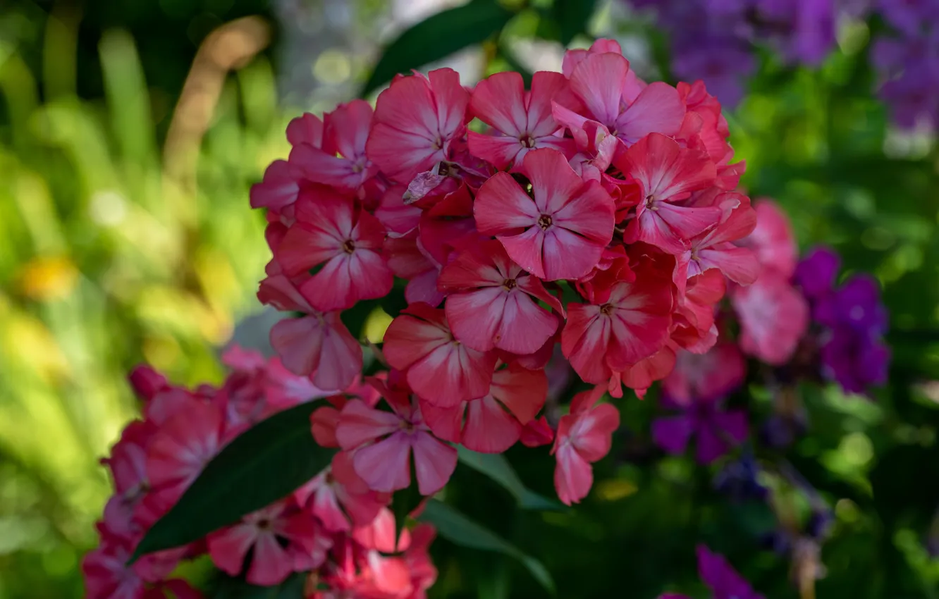 Photo wallpaper flowers, red, Phlox