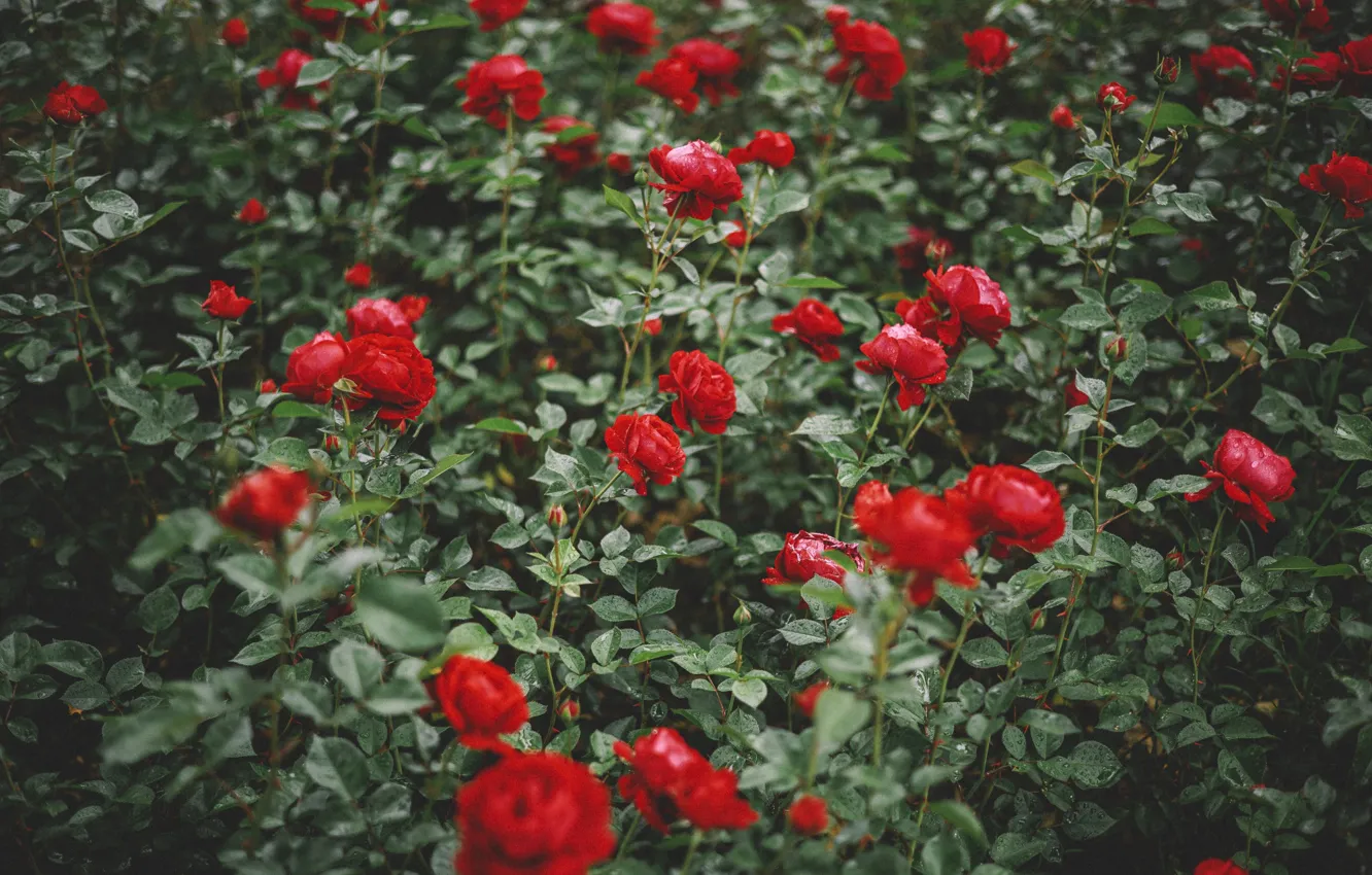 Photo wallpaper flowers, red, roses, garden, the bushes, rose Bush, rosary
