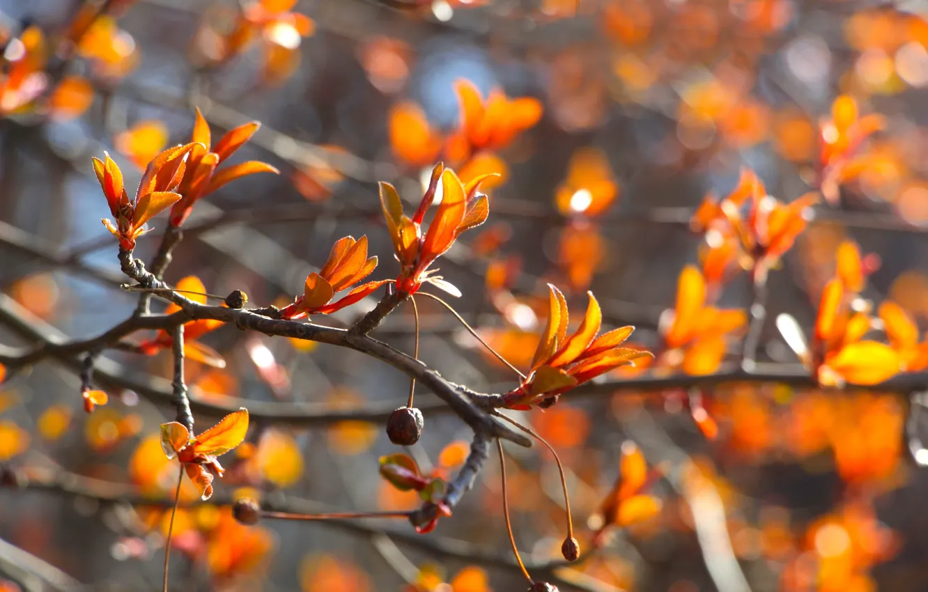 Photo wallpaper autumn, leaf, twig