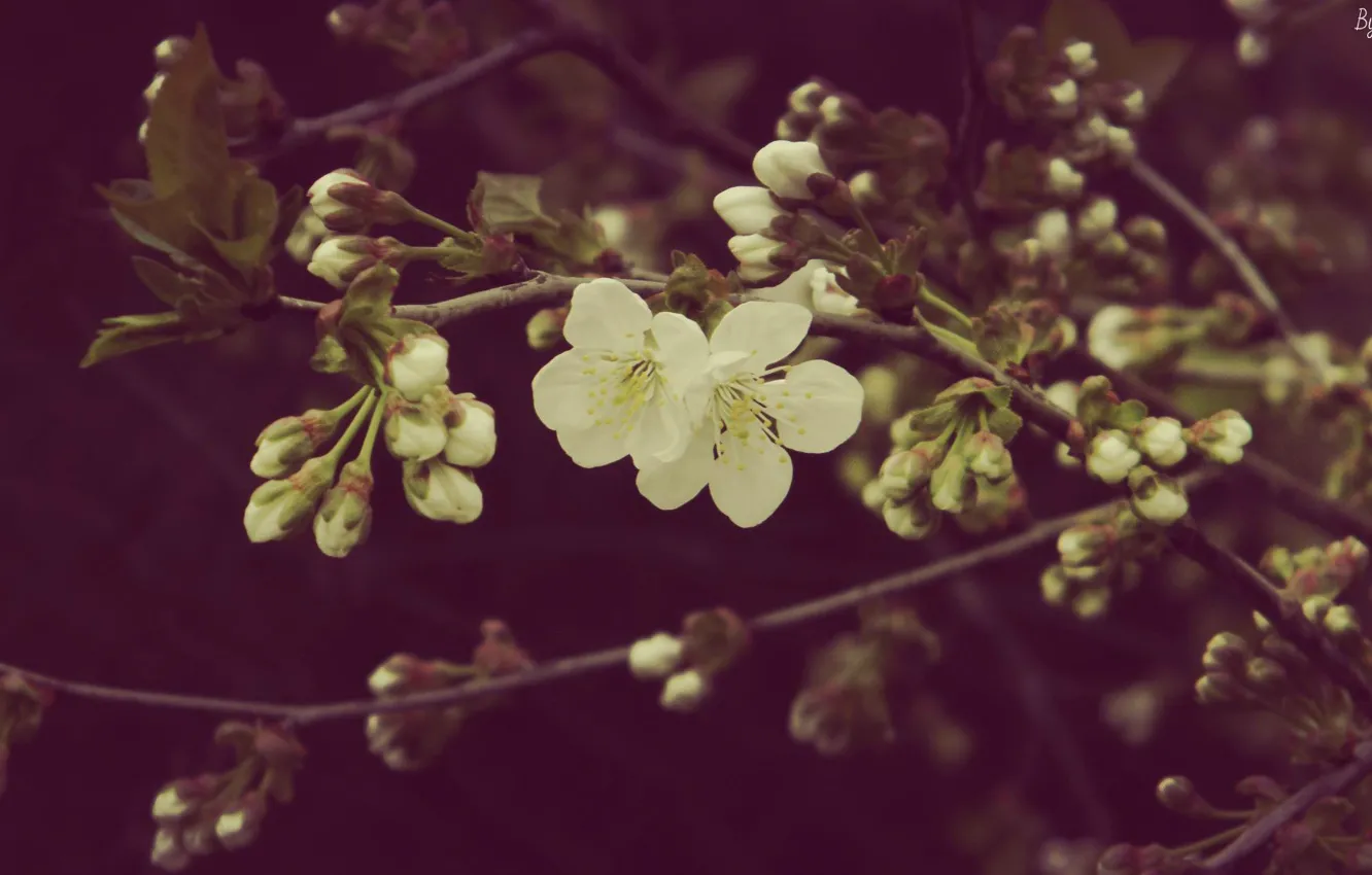 Photo wallpaper spring