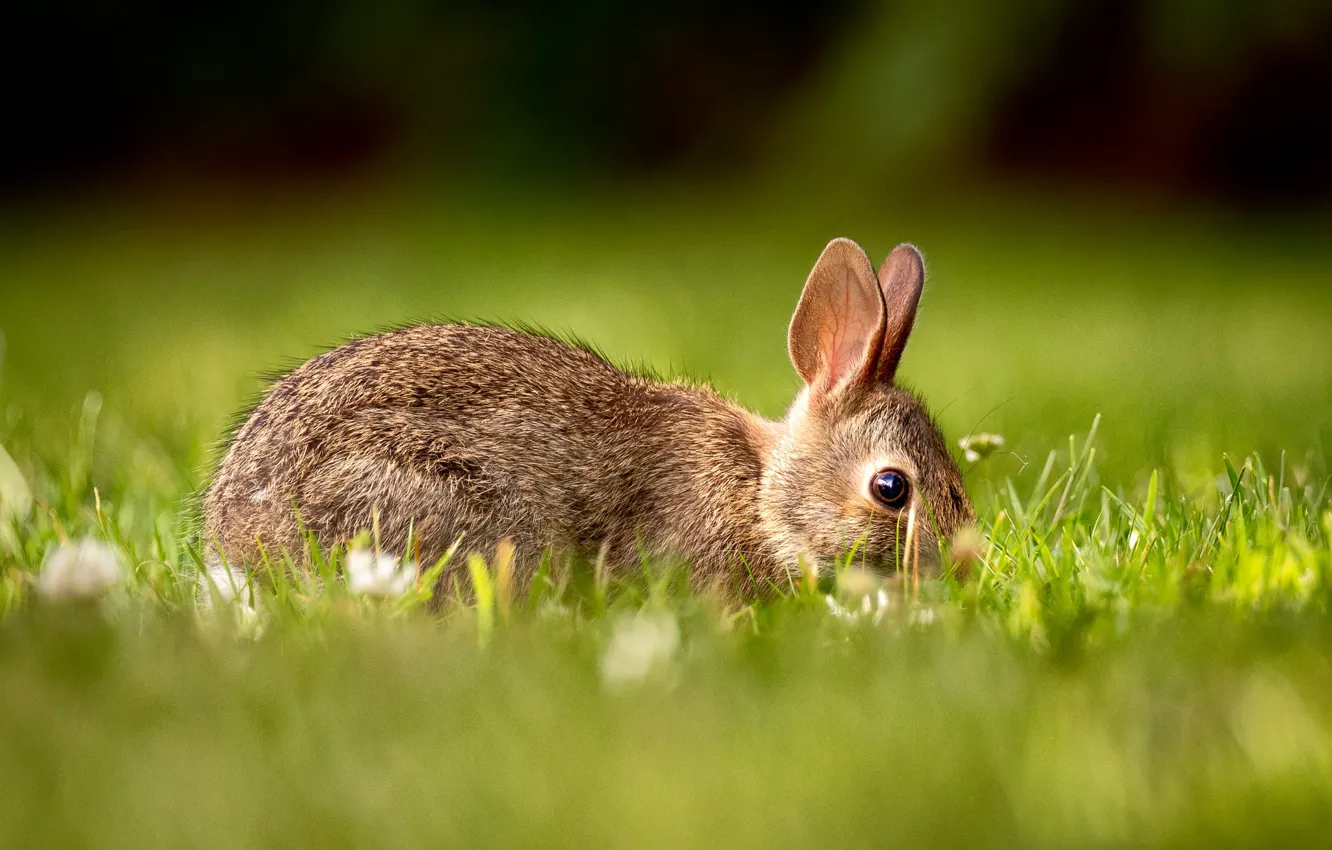 Photo wallpaper grass, glade, hare, rabbit, hare