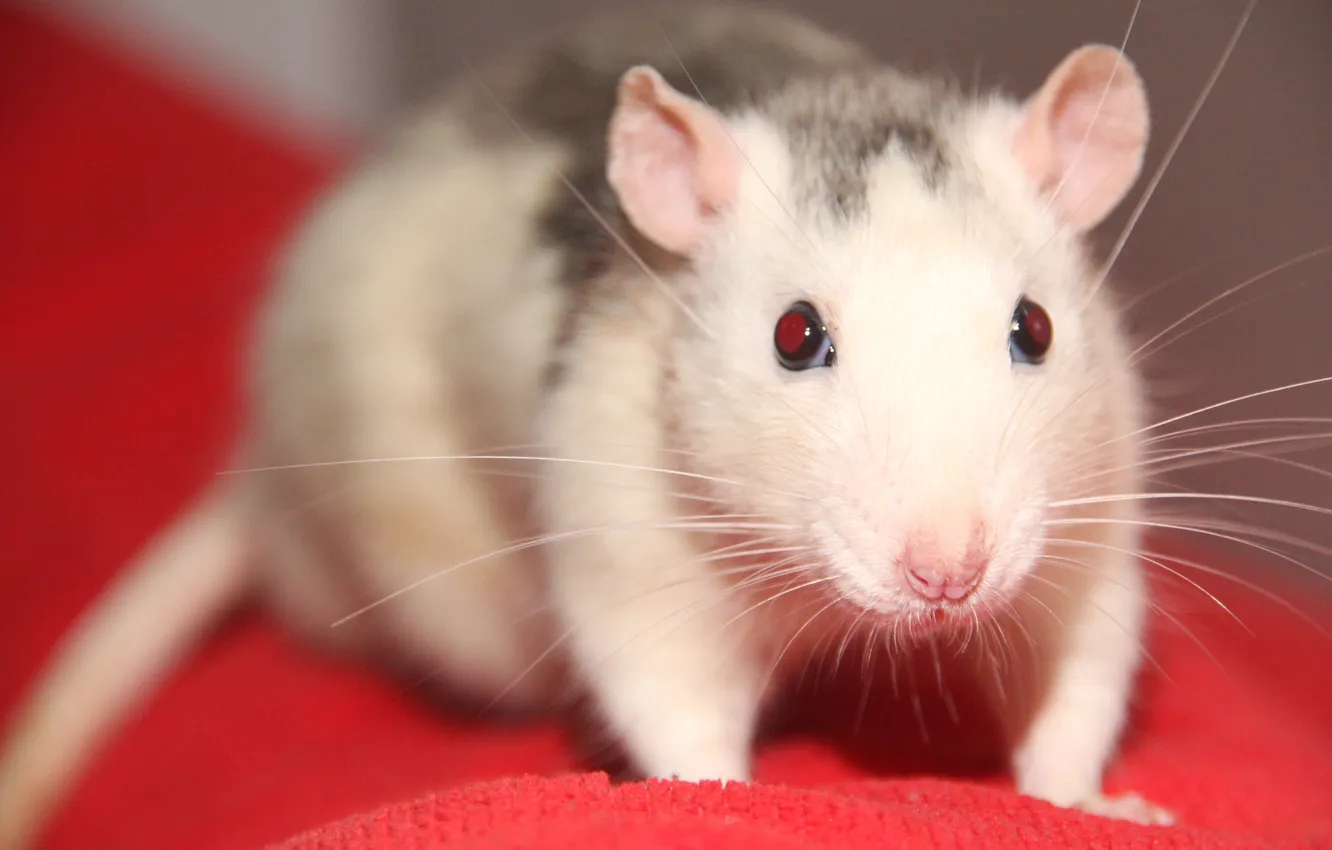 Photo wallpaper animal, cute, rat, decorative