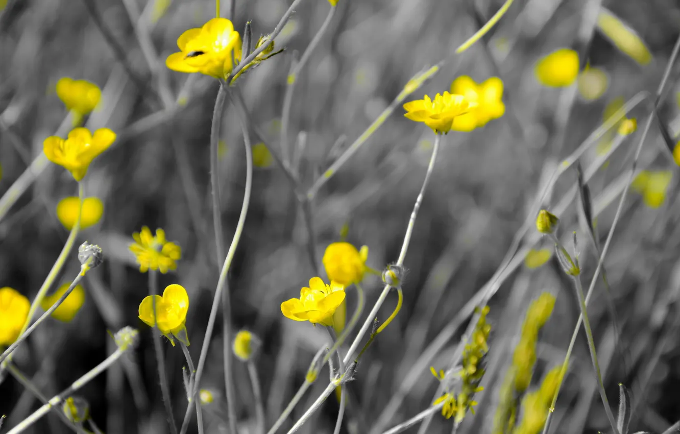 Photo wallpaper flowers, nature, color