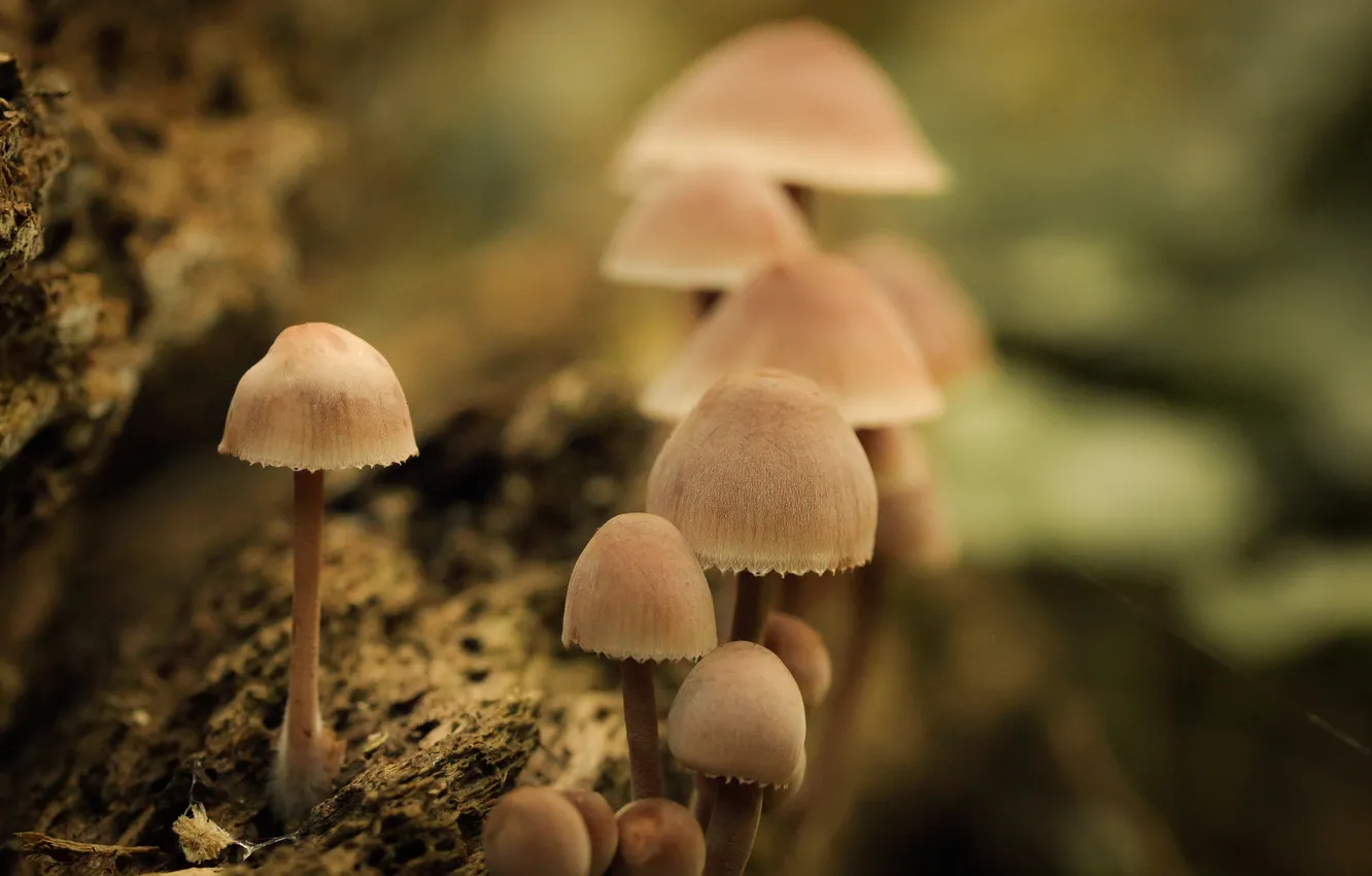 Photo wallpaper mushrooms, web, bokeh