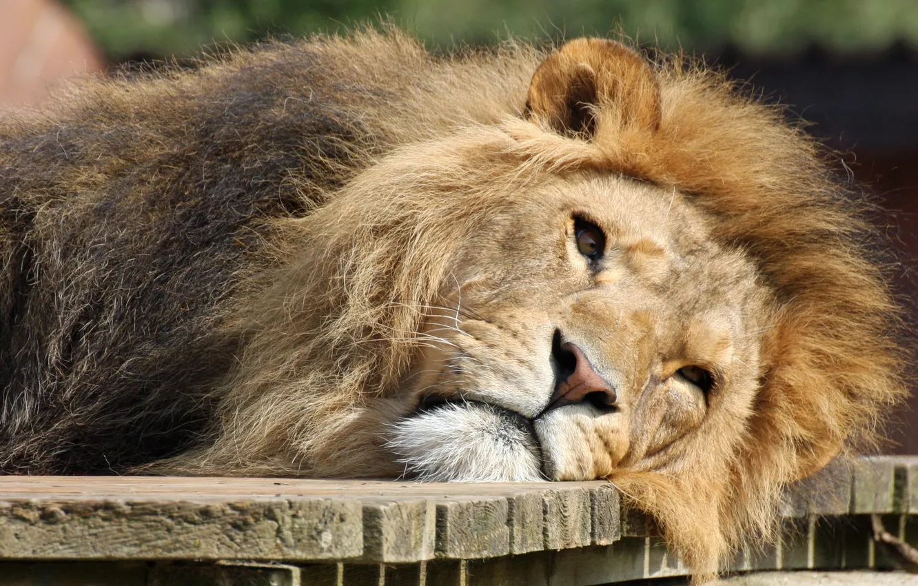 Photo wallpaper cat, face, Leo, mane