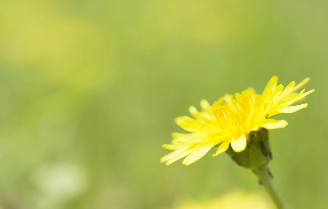 Photo wallpaper macro, flowers, yellow, dandelion, spring