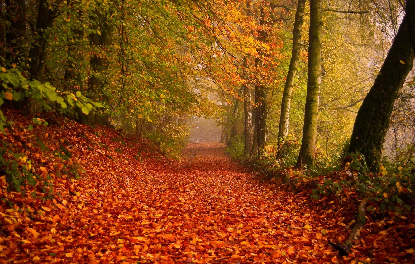 Photo wallpaper road, autumn, nature, foliage