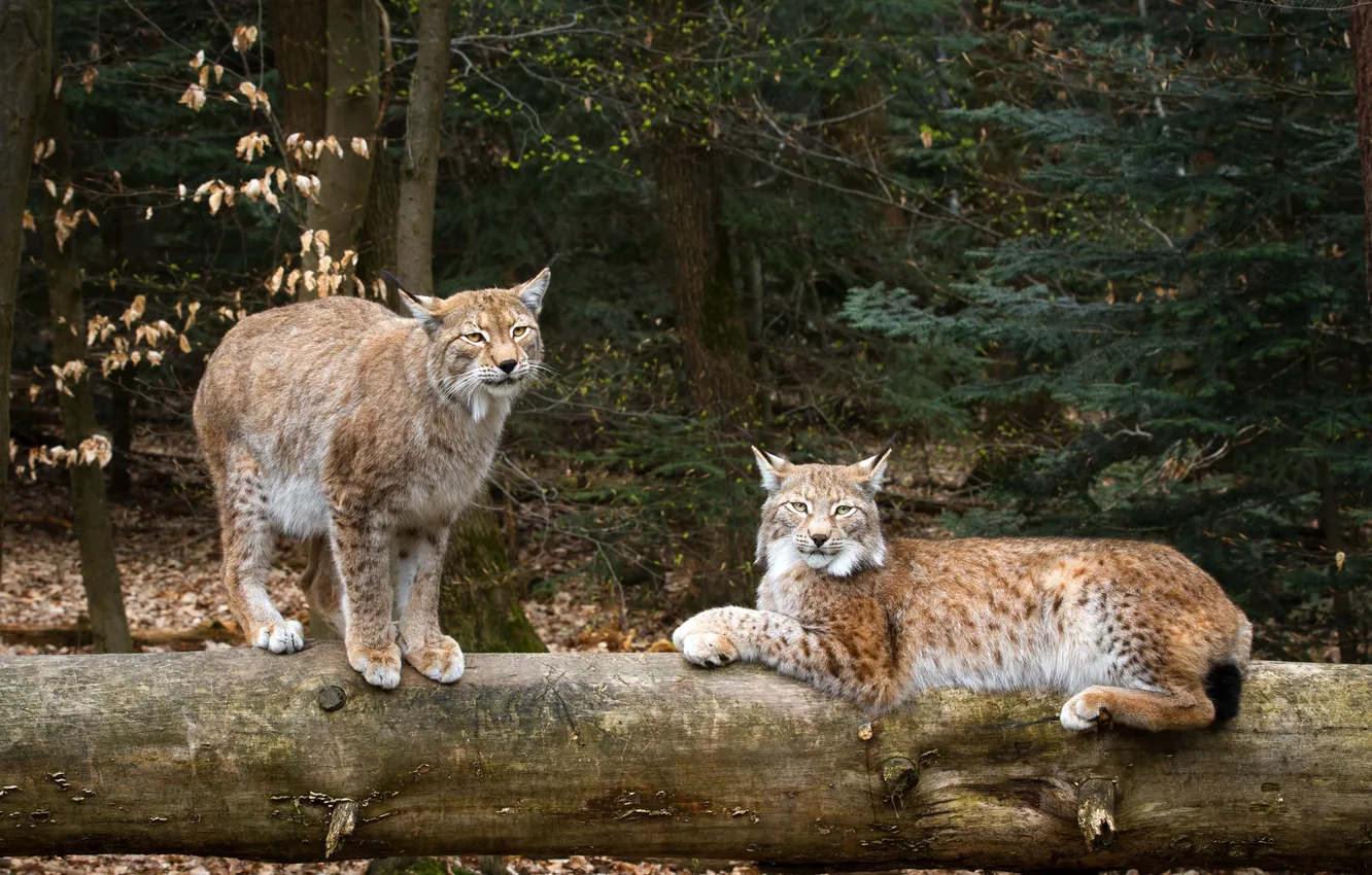 Photo wallpaper cats, lynx, lynx