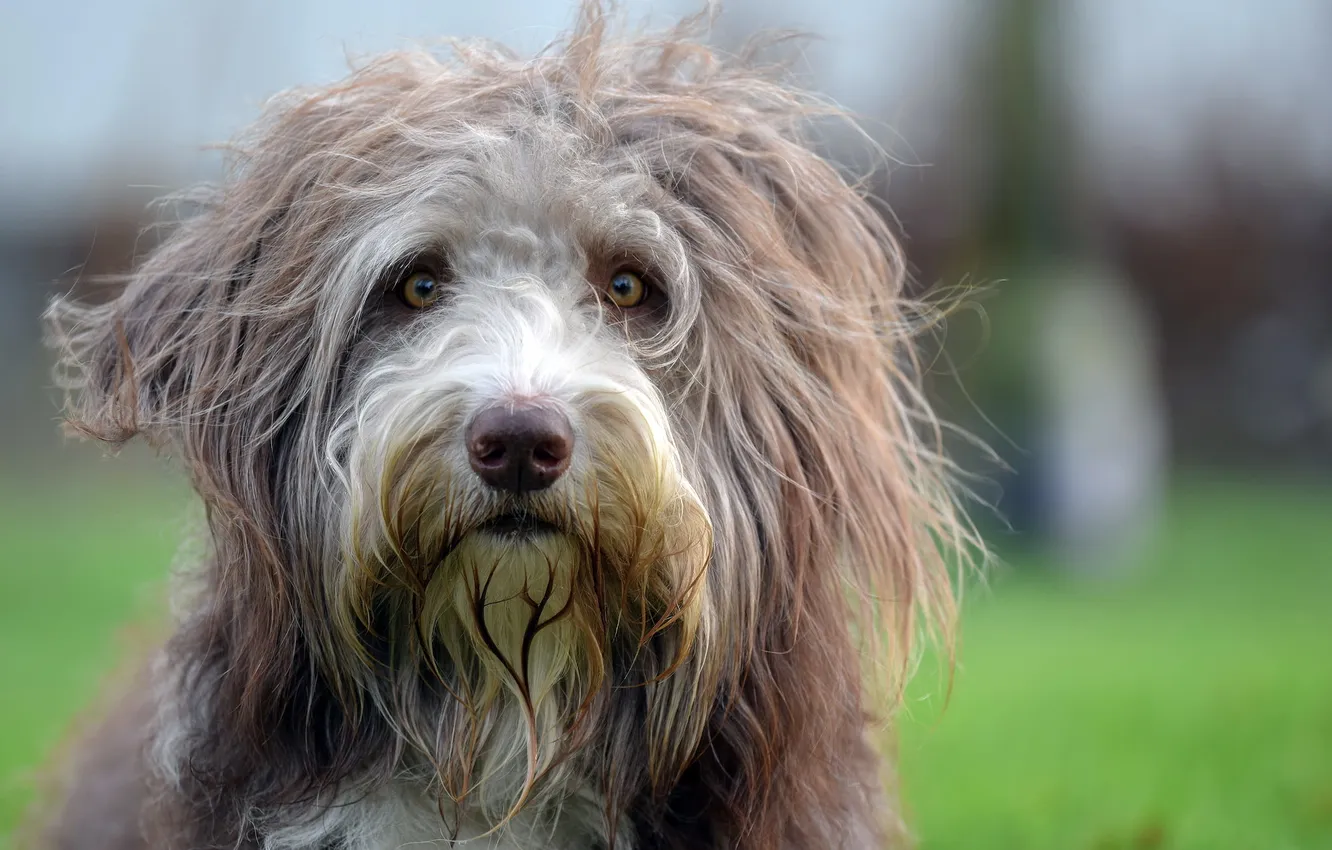 Photo wallpaper look, each, dog