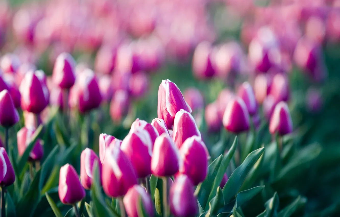 Photo wallpaper flowers, pink, tulips, purple, field of flowers
