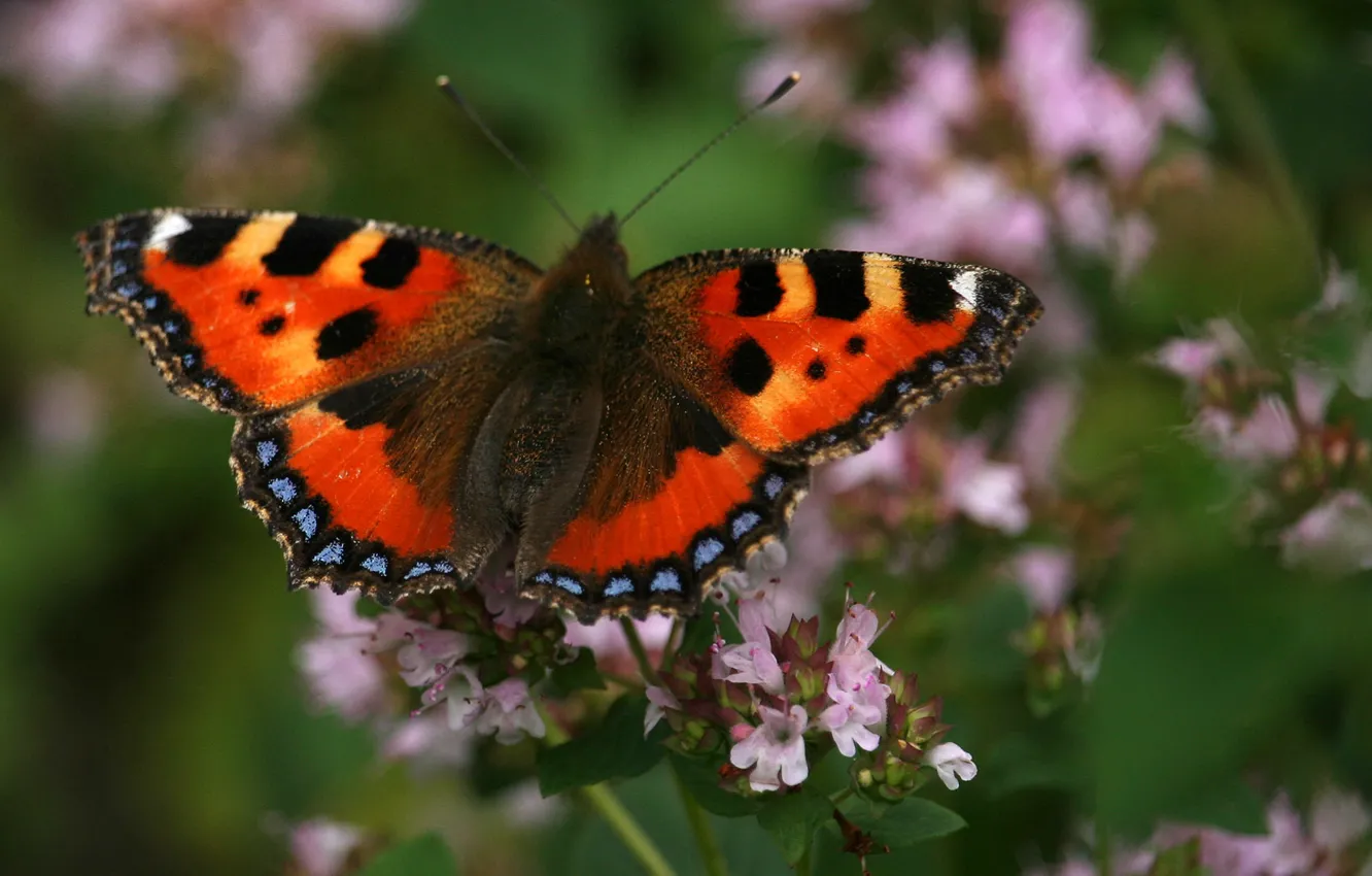 Photo wallpaper flower, butterfly, garden, Basil