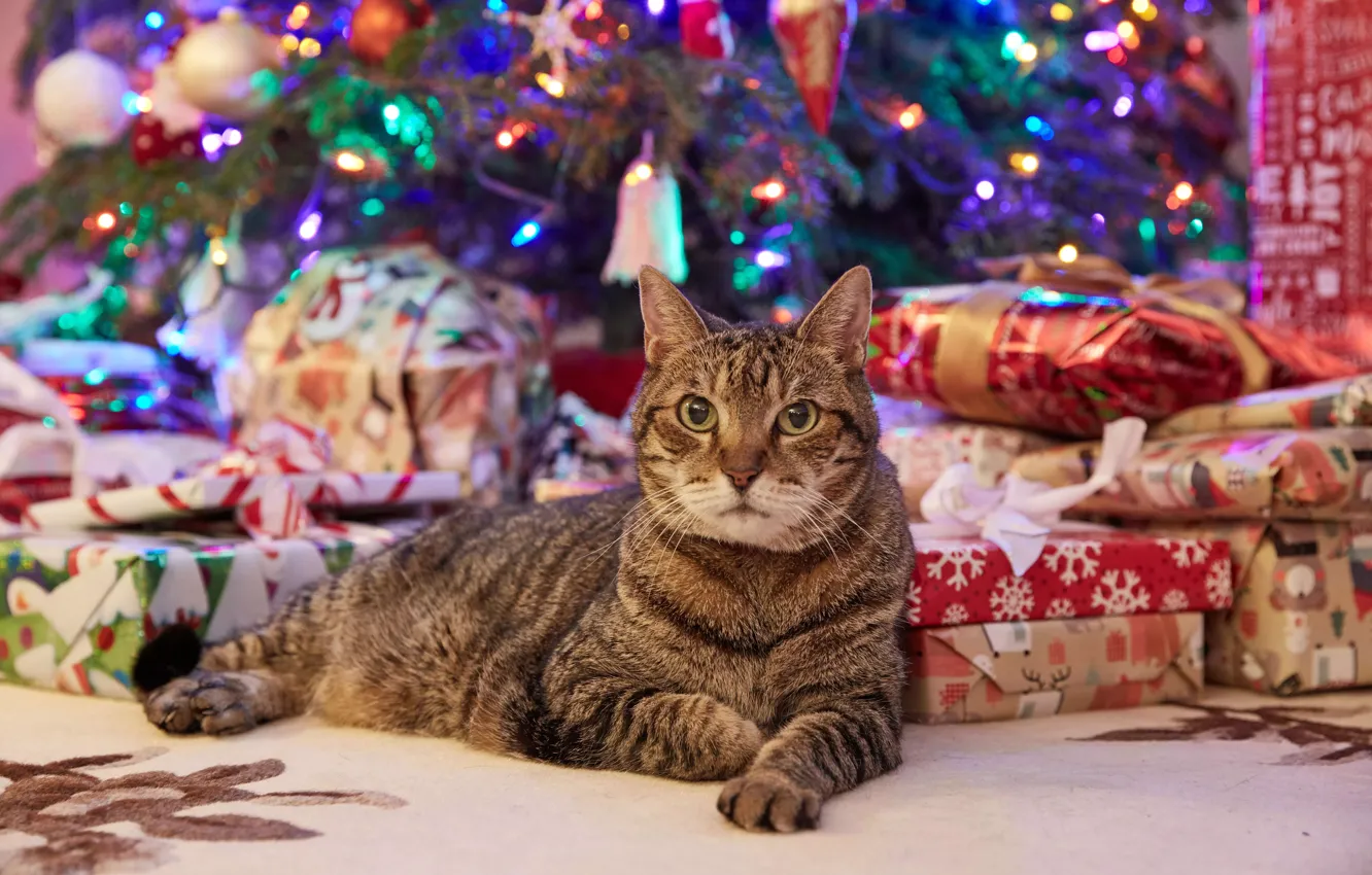 Photo wallpaper cat, look, new year, Christmas, Christmas, cat, pets, Pets