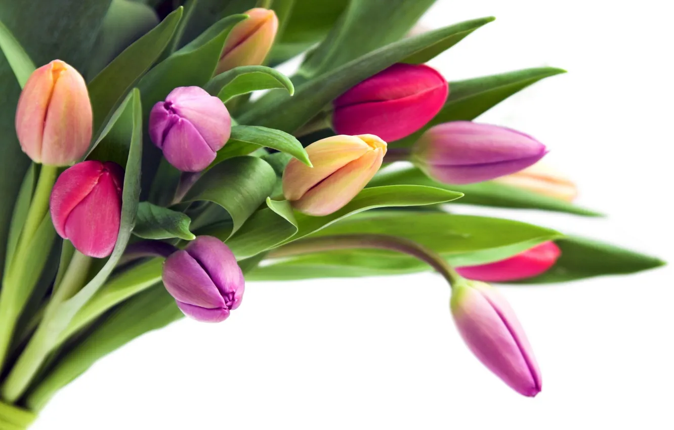 Photo wallpaper flowers, bouquet, tulips, buds