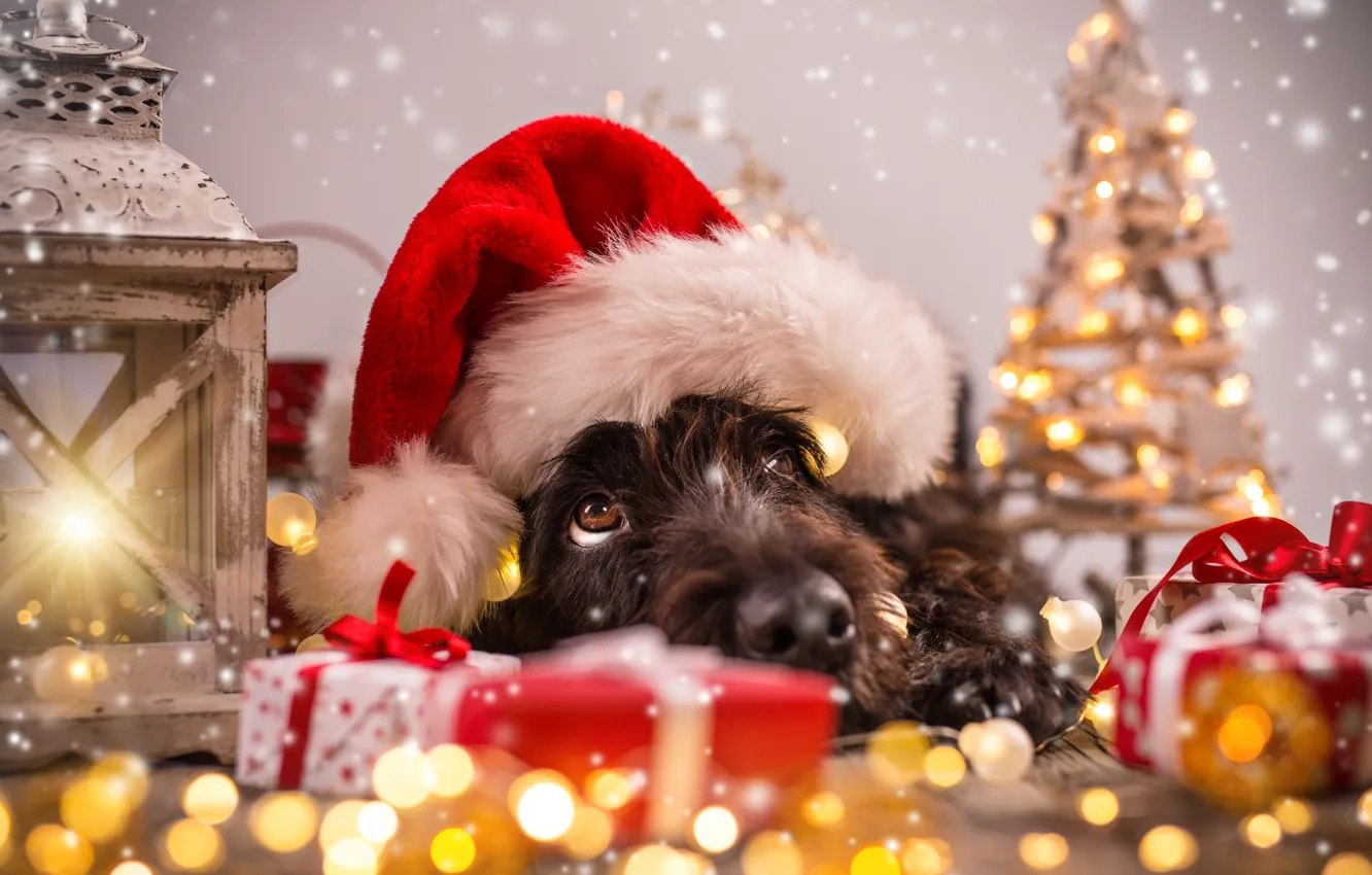 Photo wallpaper tree, dog, New Year, Christmas, Christmas, dog, 2018, Merry Christmas