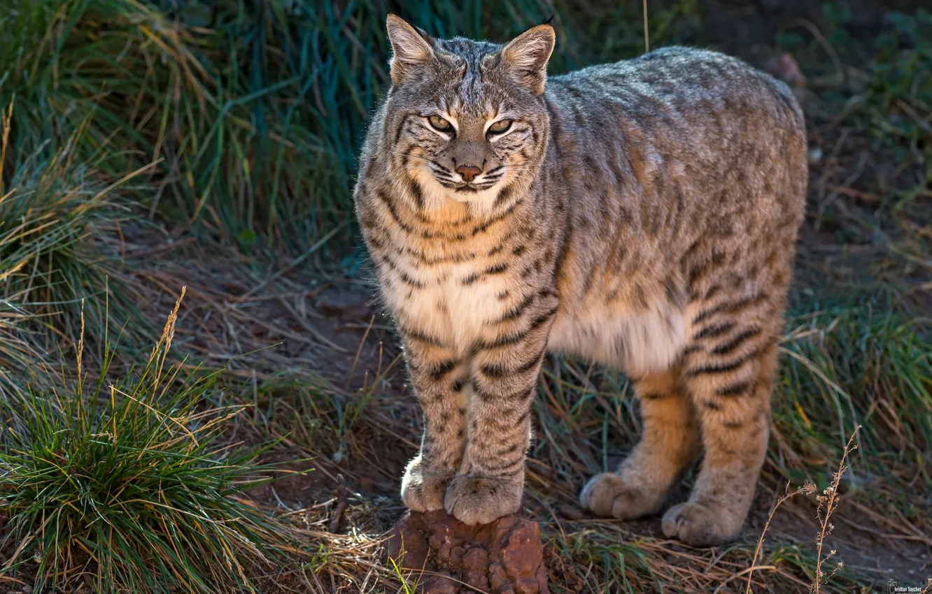 Photo wallpaper predator, handsome, wild cat
