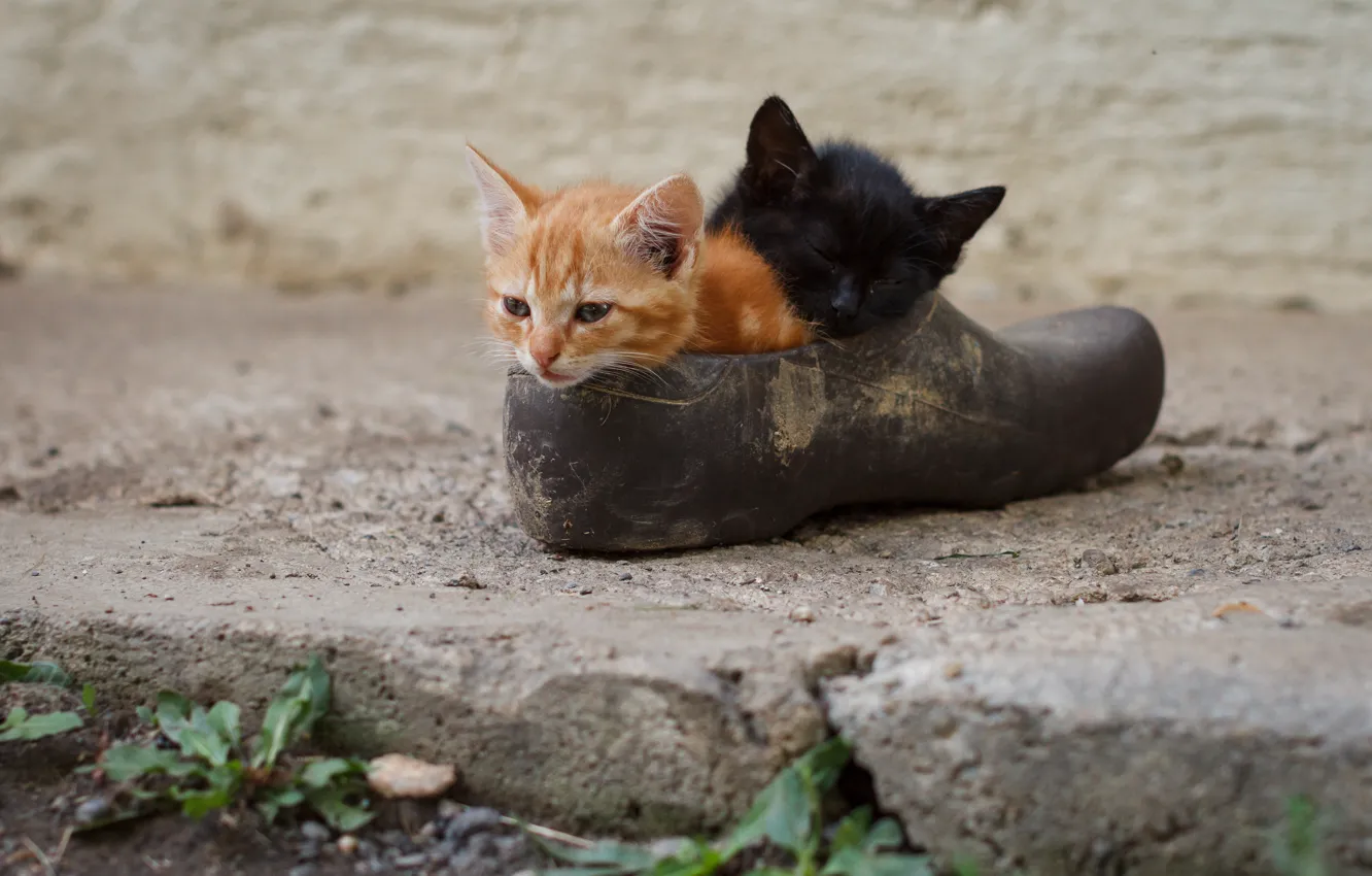 Photo wallpaper kittens, kids, a couple, shoes, two kittens