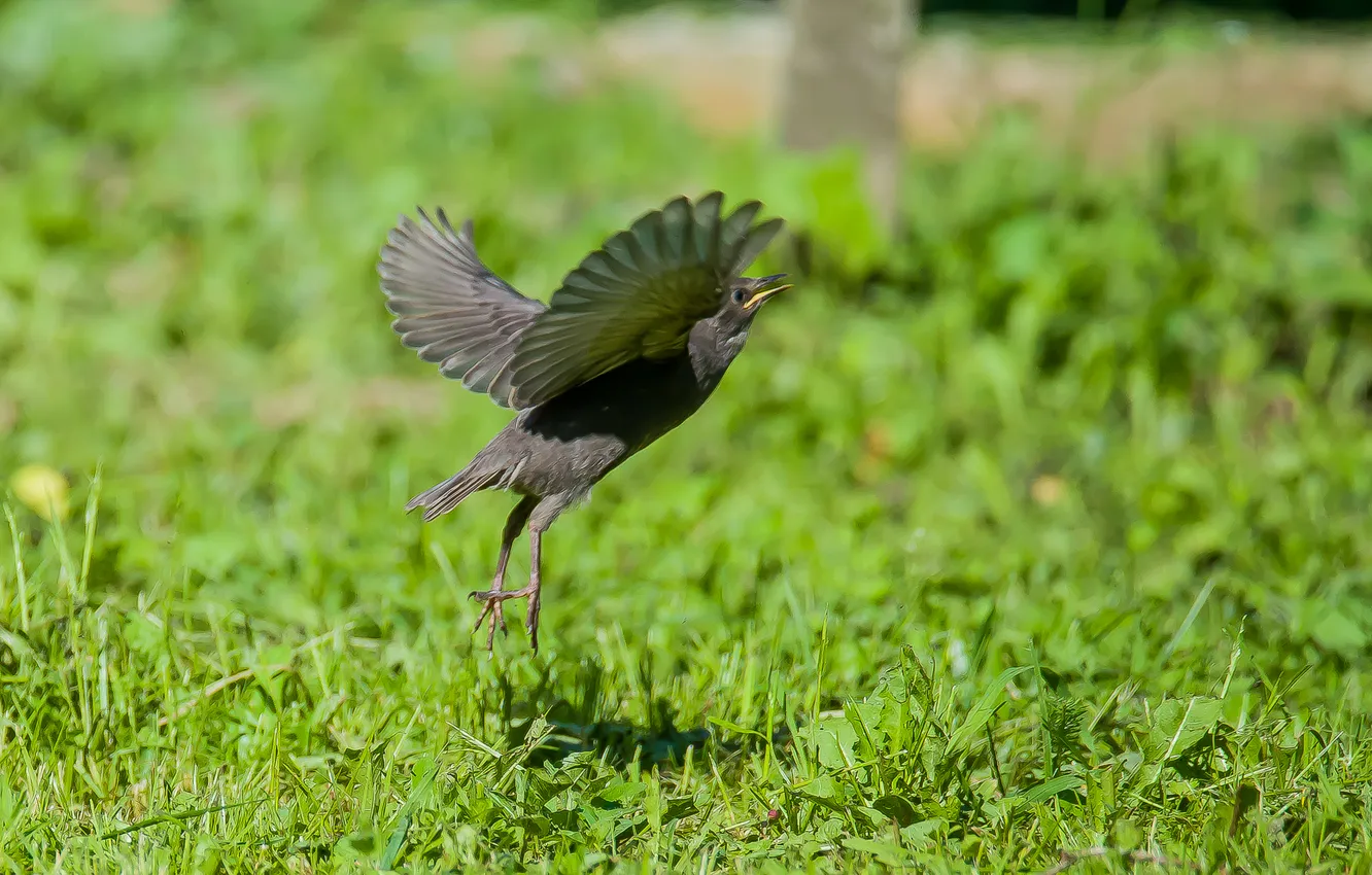 Photo wallpaper bird, the rise, thrush, photohunt, sletysh