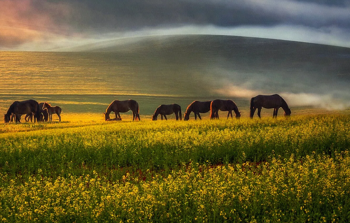 Photo wallpaper field, horse, hills, horse, pasture, the herd, photoart, rapeseed field
