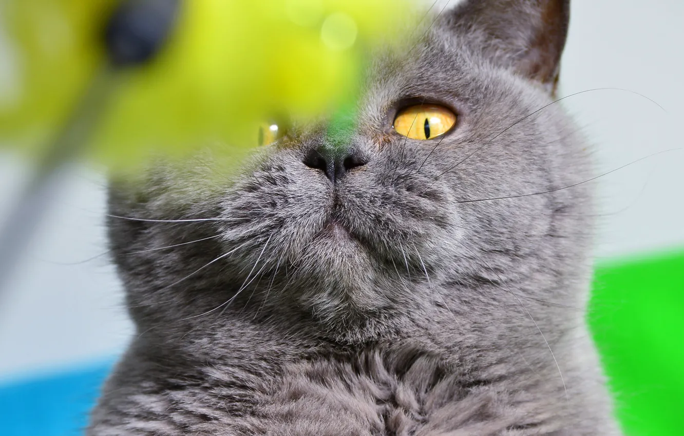 Photo wallpaper cat, eyes, cat, look, close-up, green, background, portrait